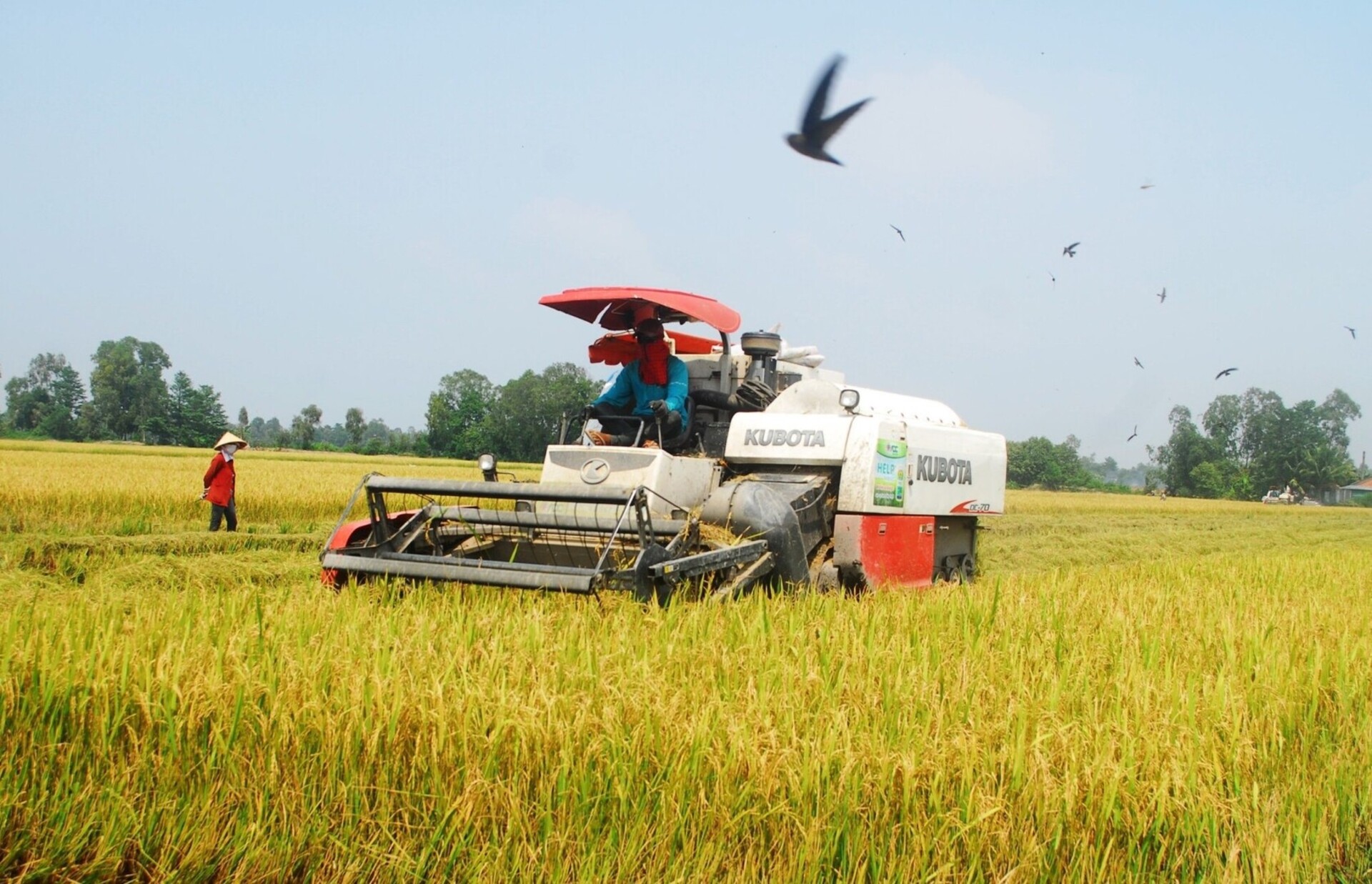 Người dân xã Hậu Mỹ Trinh, huyện Cái Bè (Tiền Giang) thu hoạch lúa hè thu 2023. (Ảnh: Nguyễn Sự)