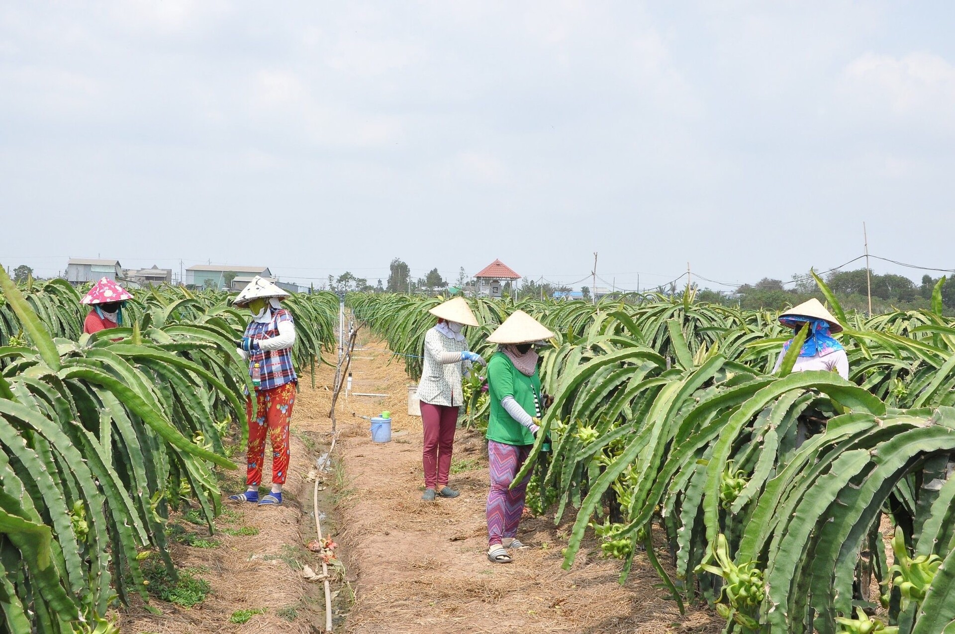 Người dân xã Kiểng Phước, huyện Gò Công Đông, Tiền Giang, chăm sóc cây thanh long. (Ảnh: Nguyễn Sự)