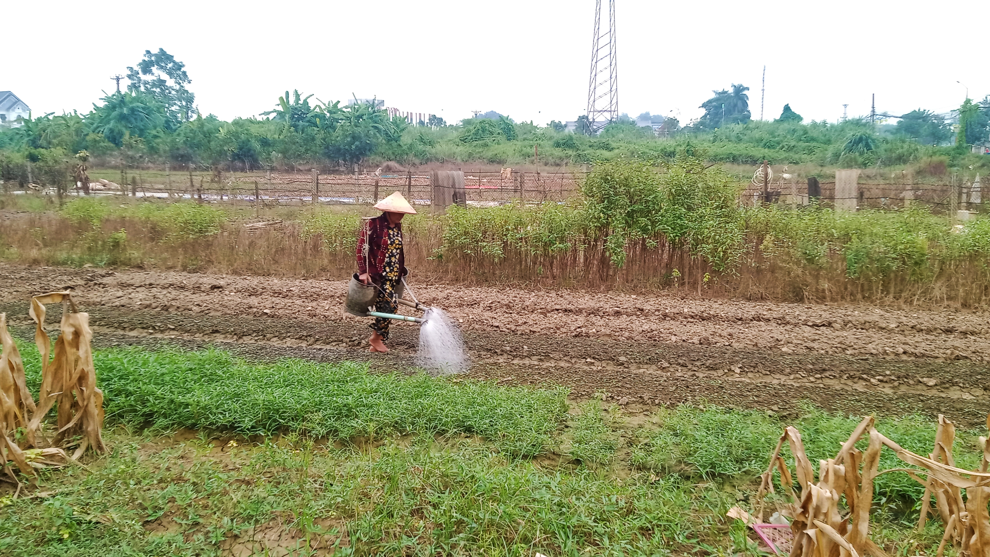 Nông dân phường Đồng Bẩm, thành phố Thái Nguyên, trồng lại rau sau lũ.