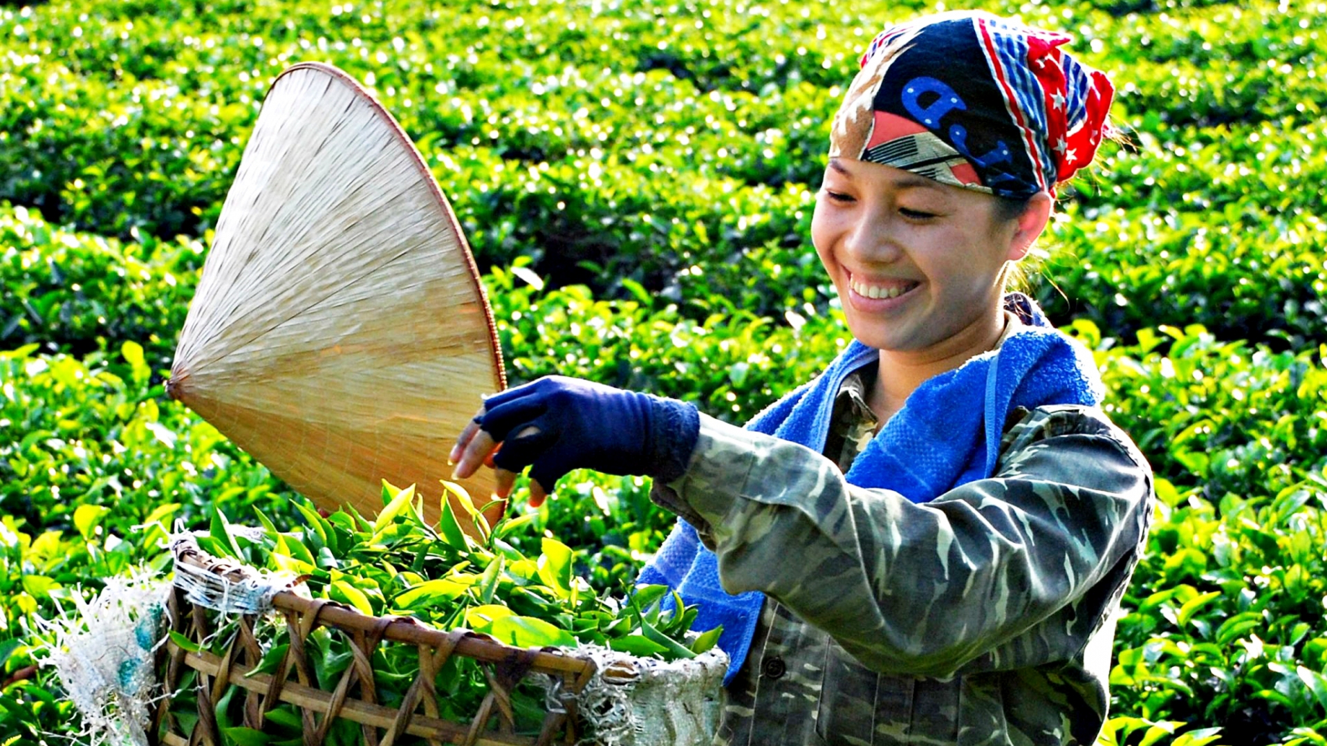 Bàn tay khéo léo và kinh nghiệm trồng, chế biến lâu đời tạo ra chè Thái nổi tiếng.