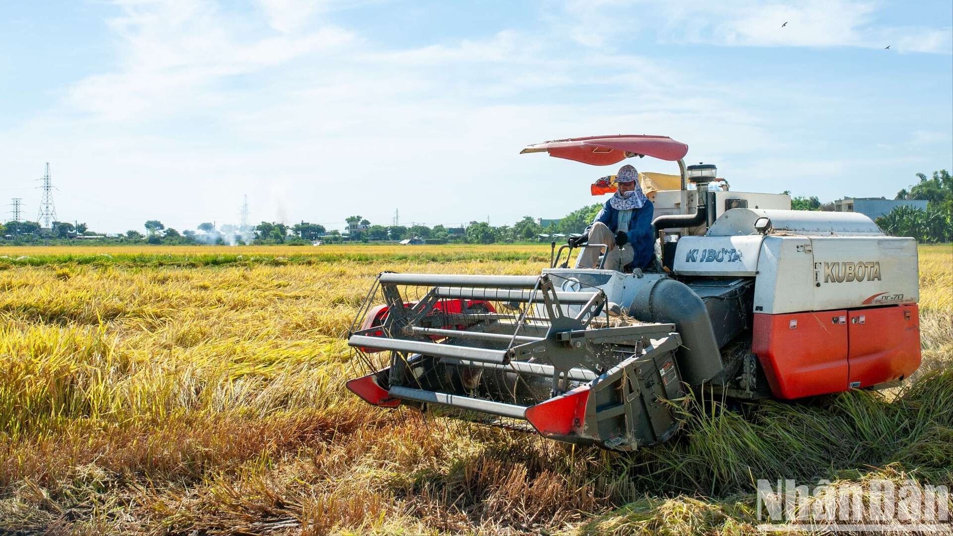 Nông dân thu hoạch lúa bằng máy gặt đập liên hợp.