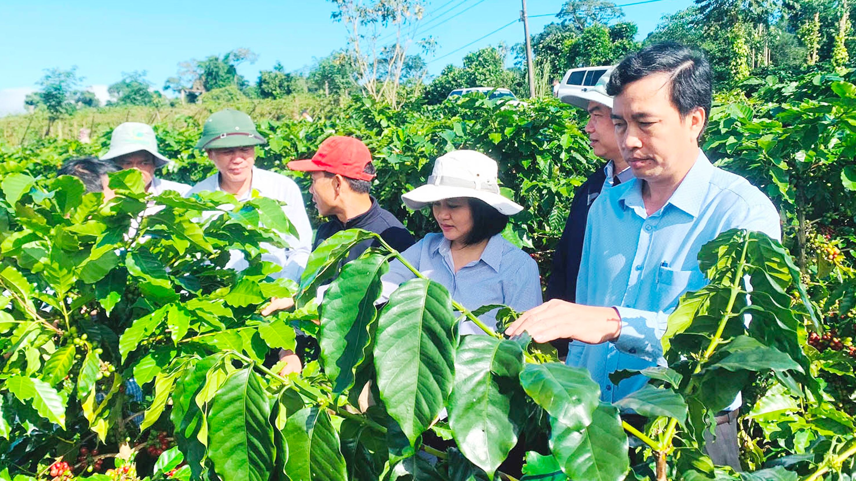 Cà-phê tái canh bằng giống THA1 tại xã Hướng Phùng, huyện Hướng Hóa đạt nhiều ưu thế vượt trội so các giống cà-phê cũ. 