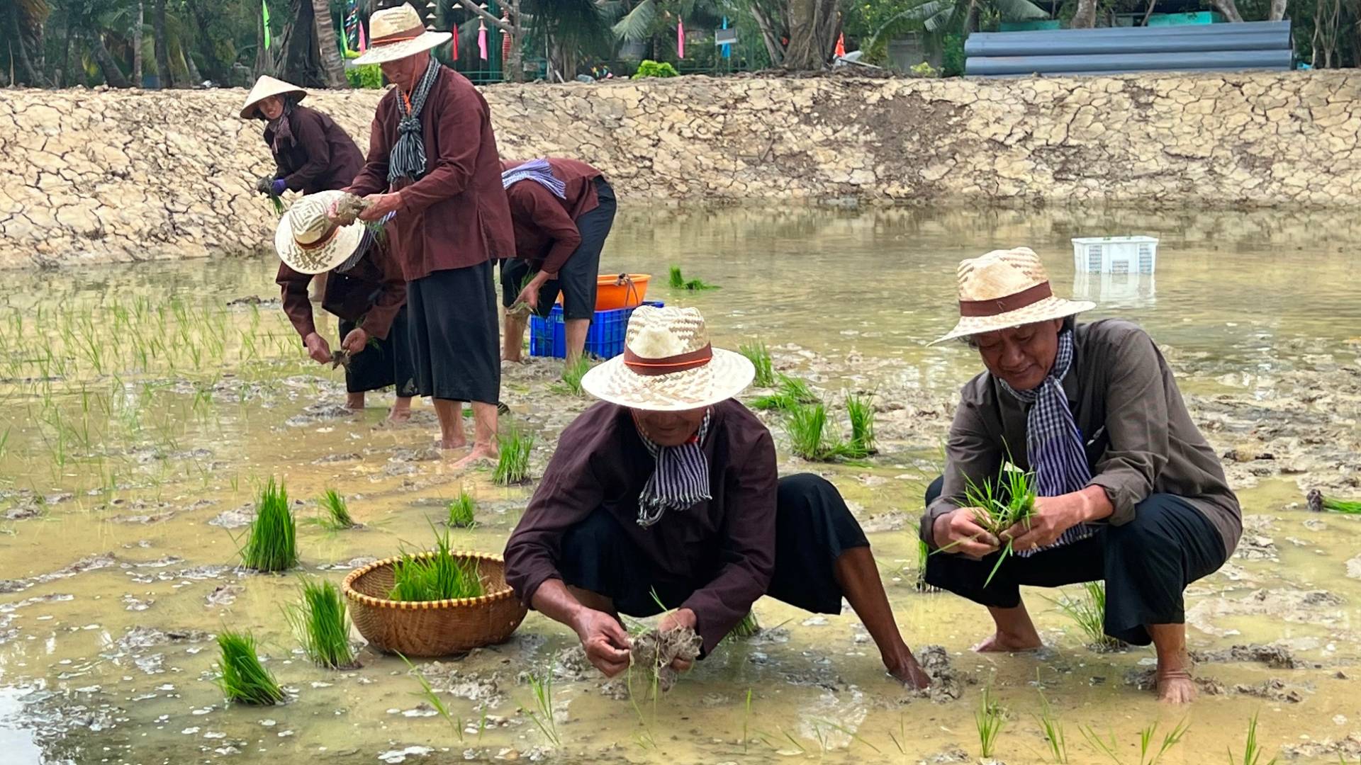 Mô hình cựu chiến binh cho mượn đất trồng lúa ở tỉnh Bến Tre mang lại hiệu quả.