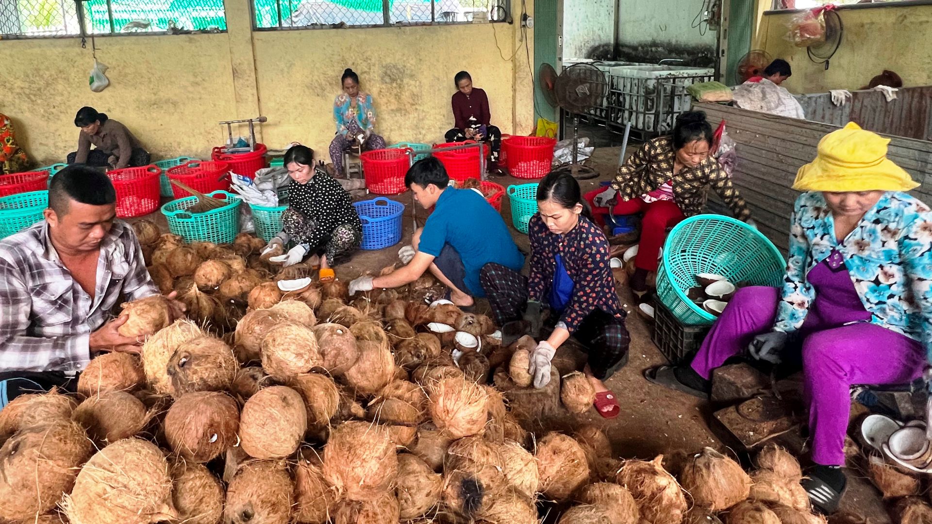 Sơ chế dừa nguyên liệu tại Hợp tác xã nông nghiệp Thới Thạnh (huyện Thạnh Phú, tỉnh Bến Tre).