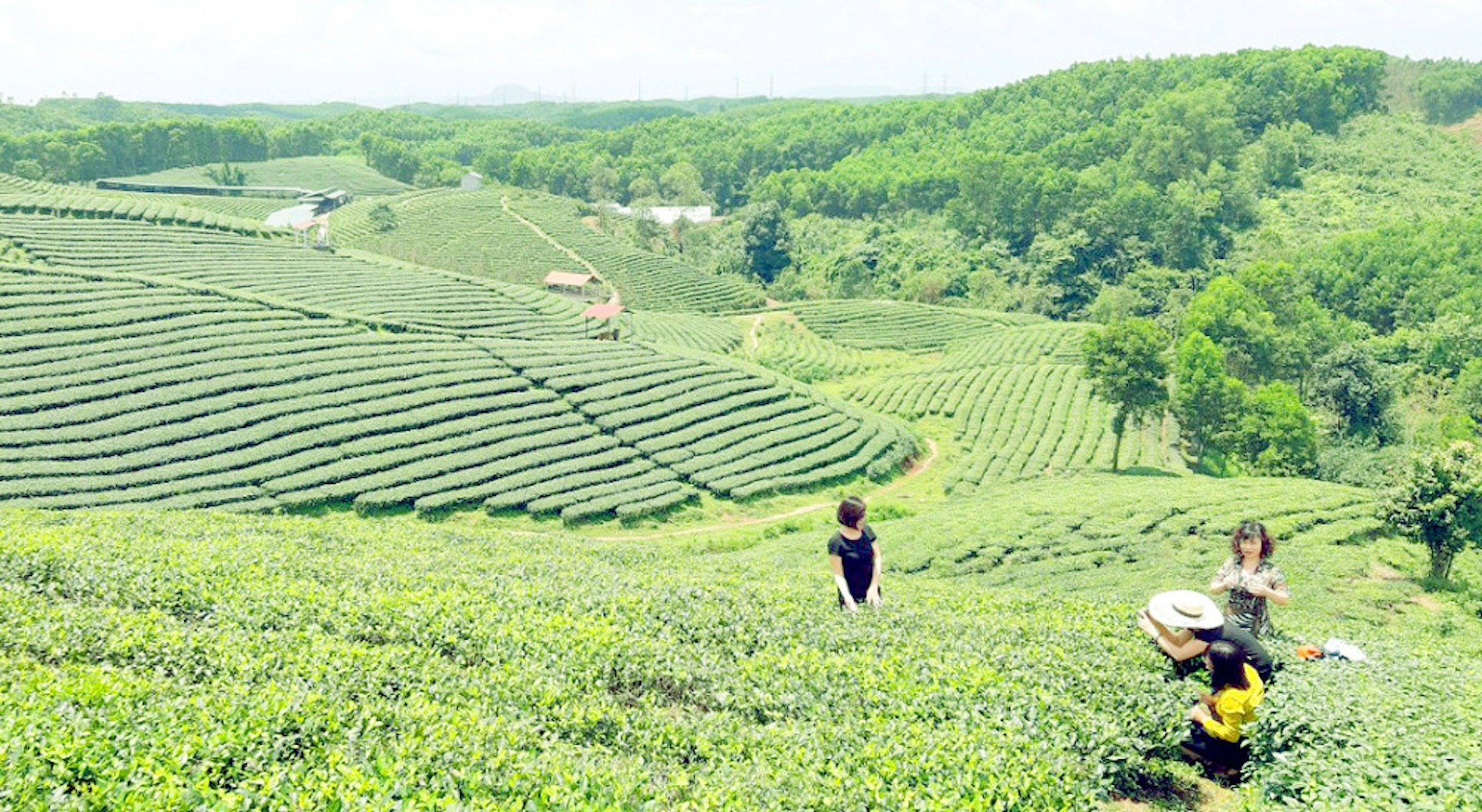 Du khách được trải nghiệm hái chè tại đồi chè ở huyện Hải Hà, Quảng Ninh.