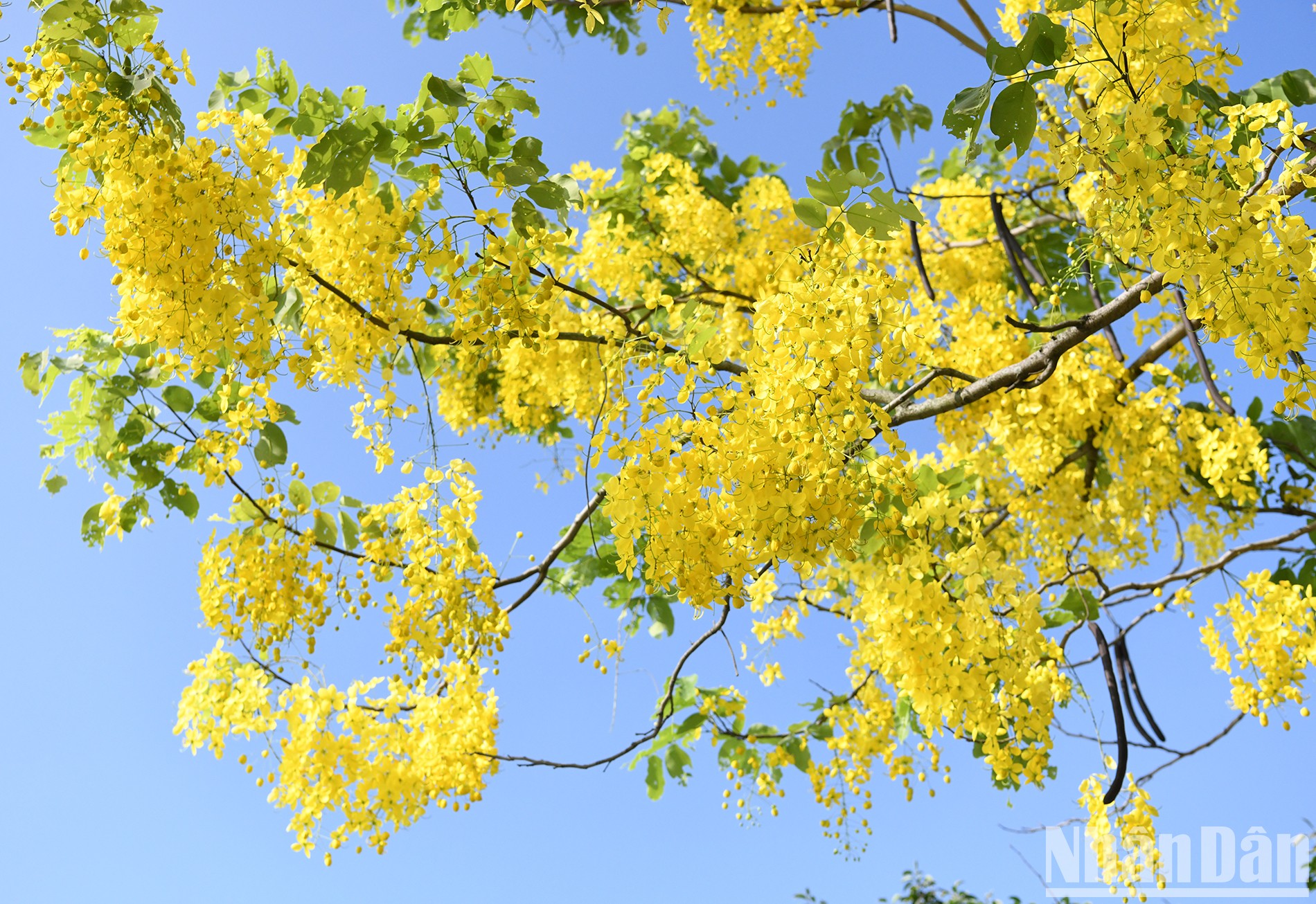 Mùa hoa hoàng yến. (Ảnh: THẾ DƯƠNG)