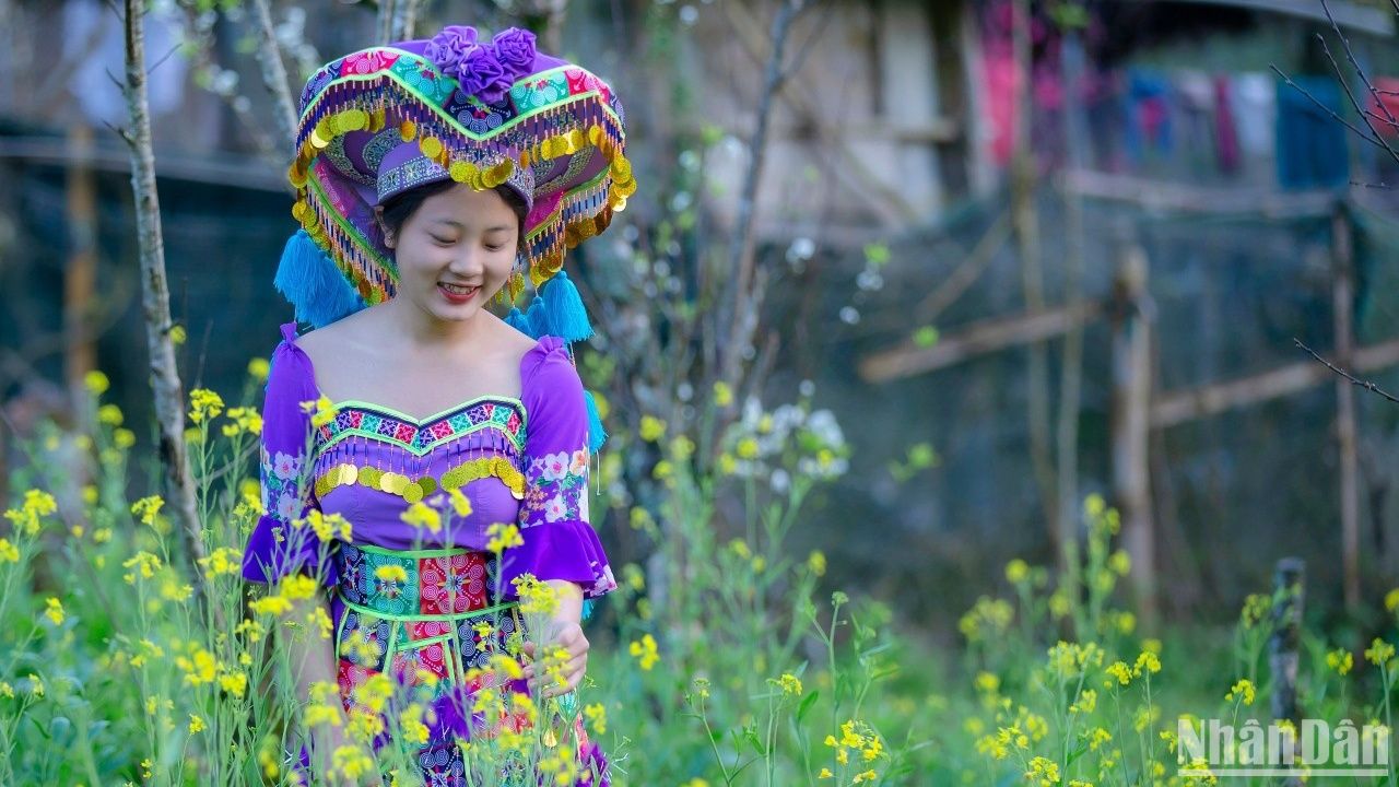 Mùa cải nương ở miền tây xứ Nghệ