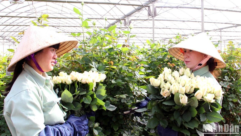 Hoa hồng Đà Lạt được thị trường dịp Lễ tình nhân ưa chuộng.