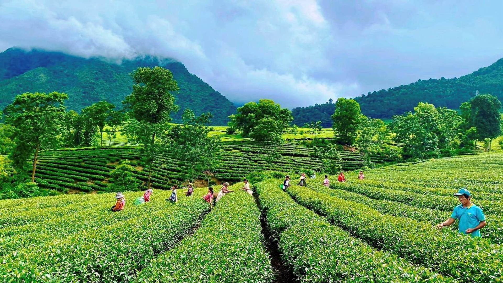 Tân Uyên được xem là thủ phủ của cây chè Lai Châu.