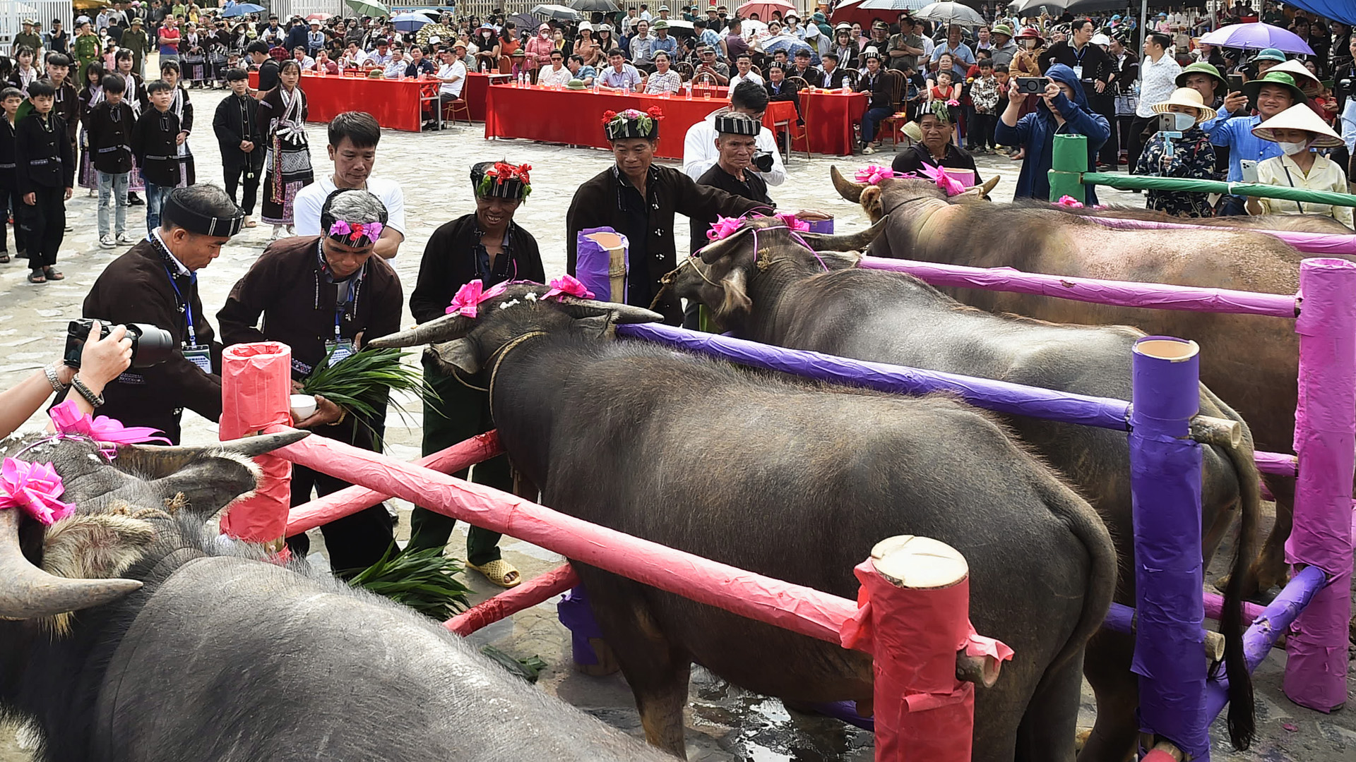 Cúng hồn trâu là một nghi lễ văn hóa đặc sắc của đồng bào dân tộc Lự ở Lai Châu.