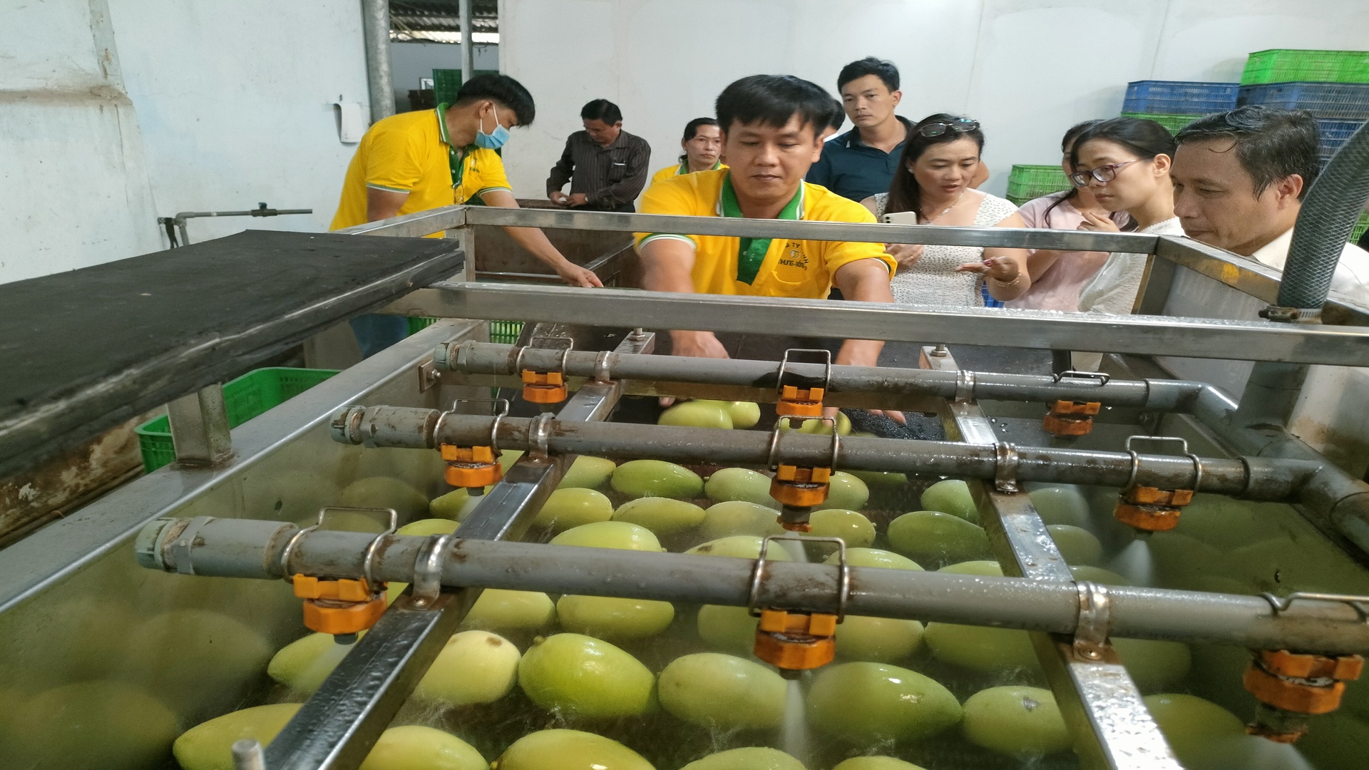 Sơ chế xoài xuất khẩu tại Công ty TNHH Kim Nhung, thành phố Cao Lãnh, tỉnh Đồng Tháp.