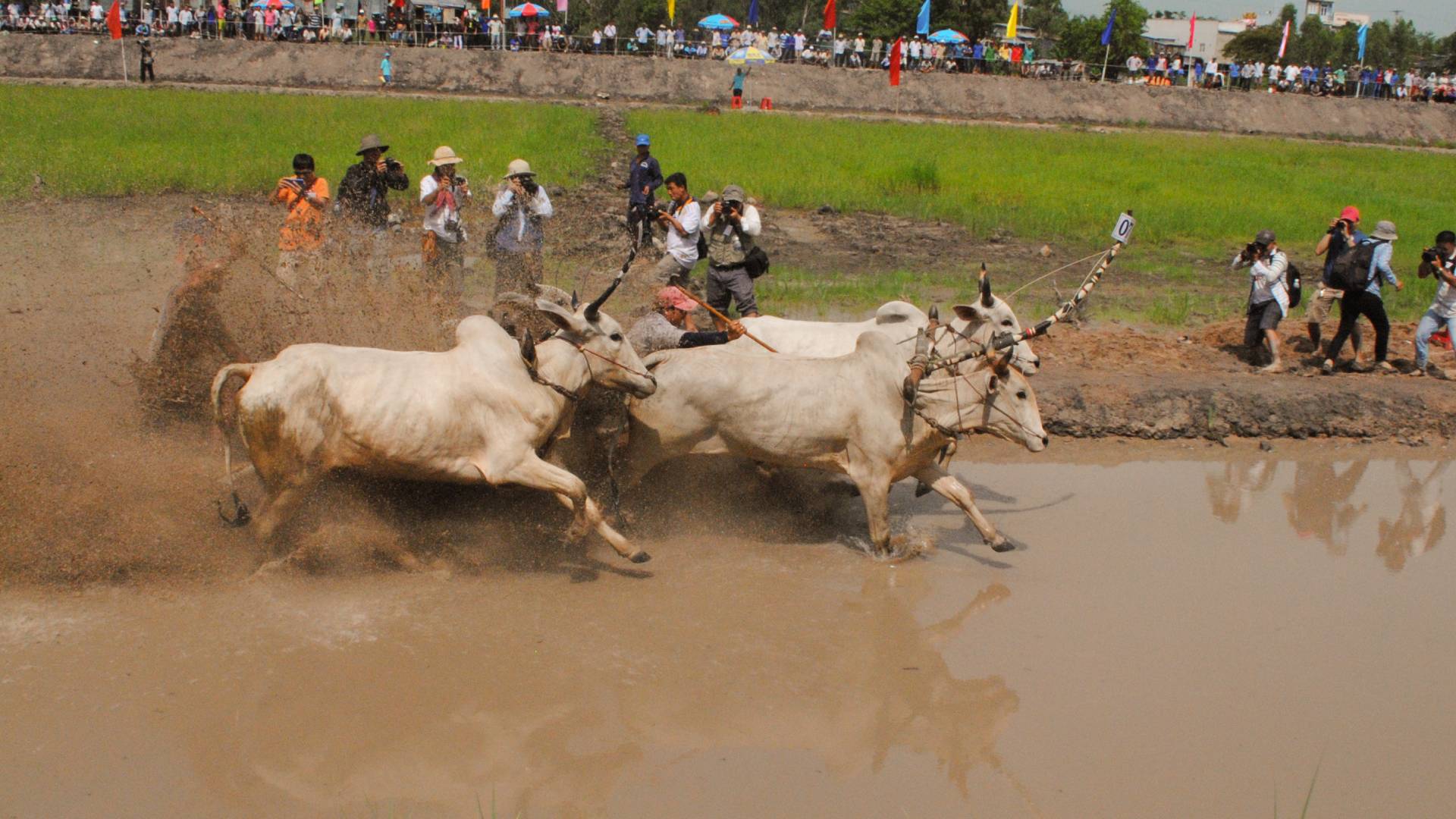 Đua bò là môn thể thao luôn hấp dẫn, kịch tính.