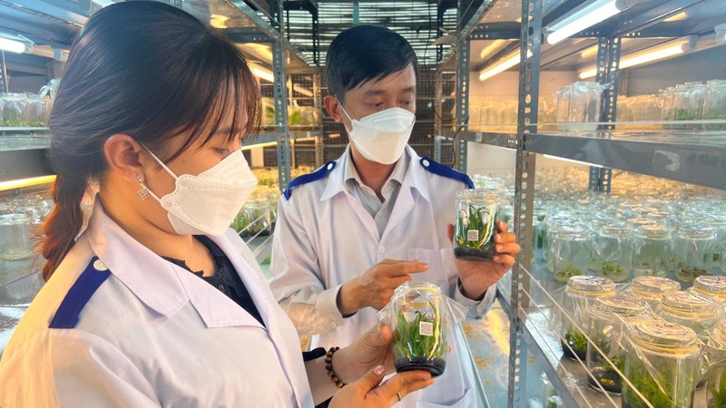 Sản xuất cây giống ứng dụng công nghệ cao tại Trung tâm Giống và Hoa kiểng Bến Tre.