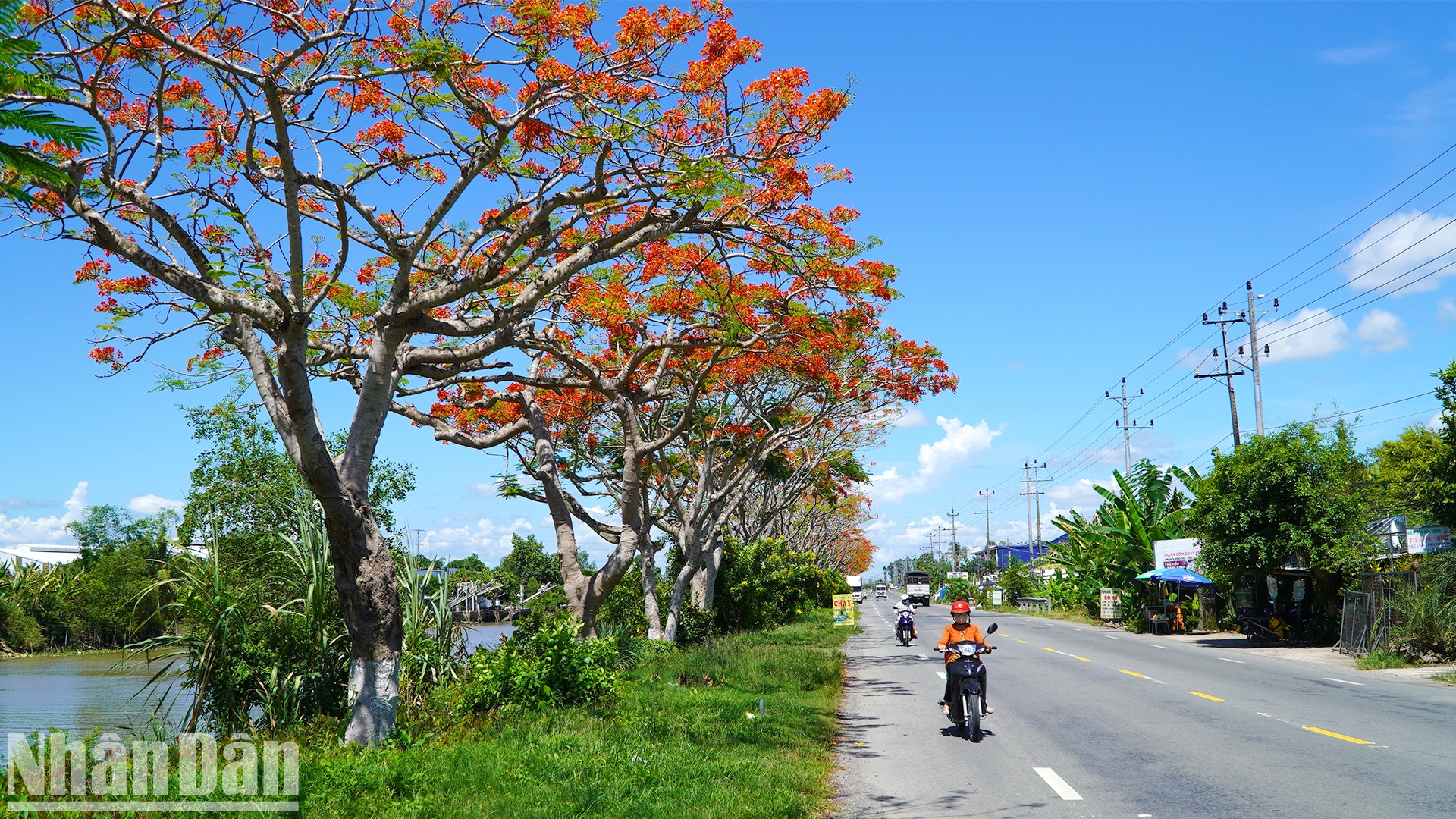 Con đường hoa phượng dài khoảng 4km, nằm ven tuyến quốc lộ 80, qua địa bàn xã Bình Thành, huyện Lấp Vò, tỉnh Đồng Tháp đang trổ bông. (Ảnh: HỮU NGHĨA)