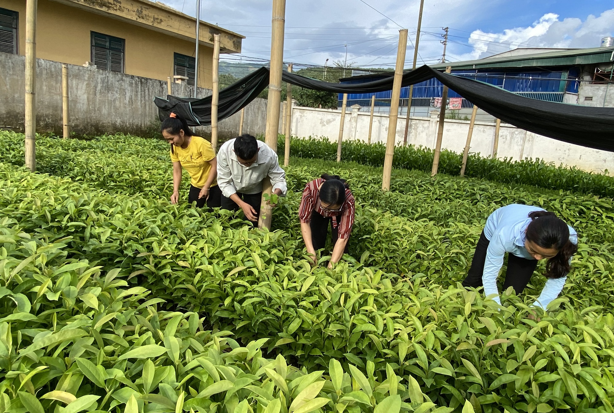 Người dân huyện Tuần Giáo chuẩn bị cây giống để trồng rừng.