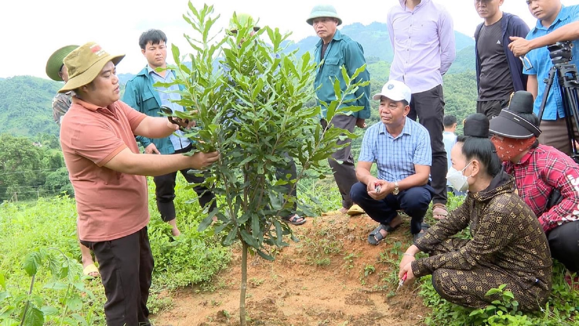 Cán bộ kỹ thuật Trung tâm Dịch vụ nông nghiệp huyện Tuần Giáo hướng dẫn nông dân cách chăm sóc cây mắc-ca.