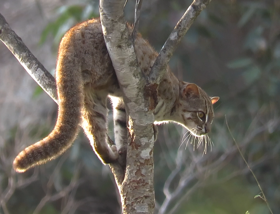 Mèo đốm sẫm Prionailurus rubiginosus. Ảnh: iNaturalist