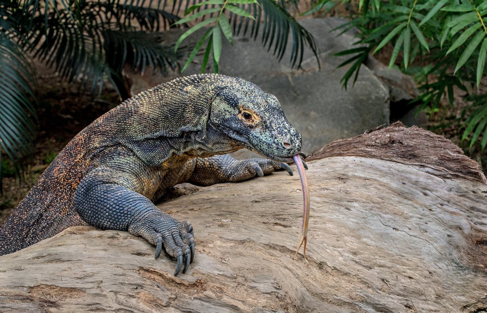 Rồng Komodo. (Ảnh Helloflores)