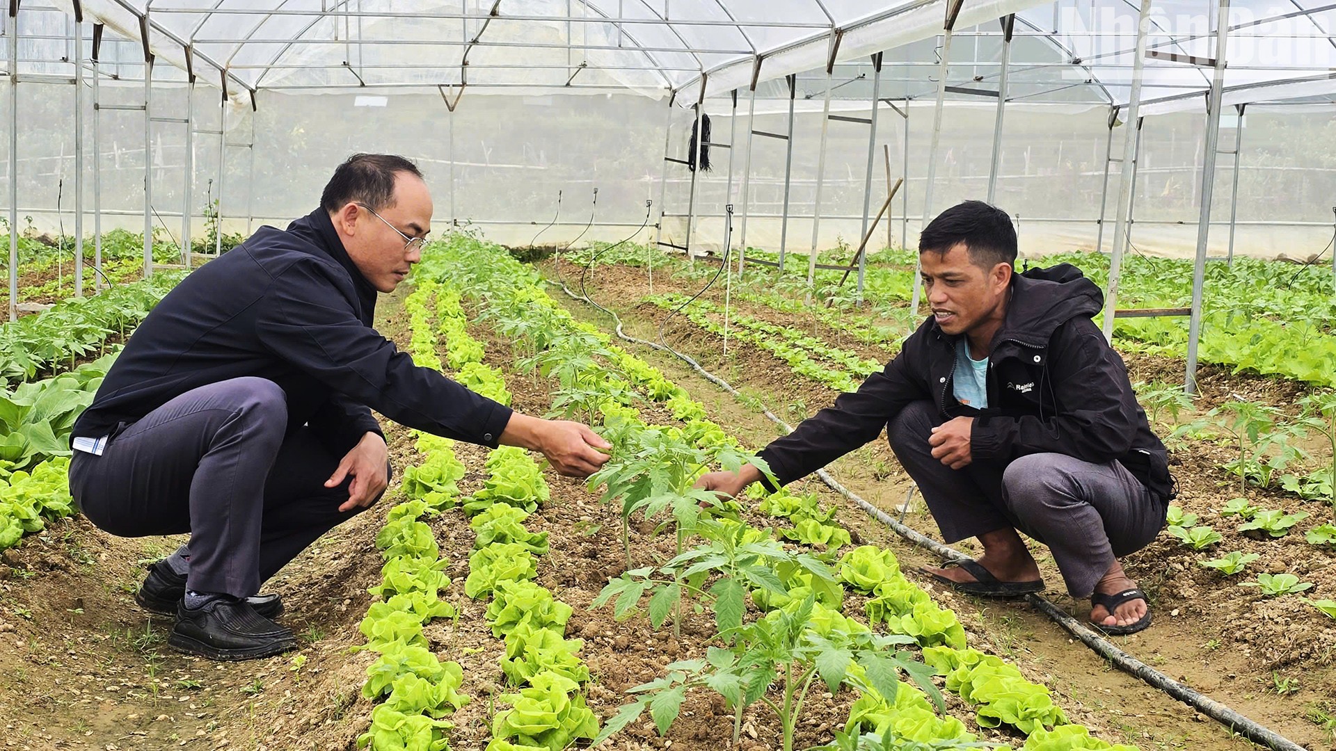 Cán bộ thị trấn Măng Đen hướng dẫn bà con kỹ thuật trồng, chăm sóc rau, củ xứ lạnh