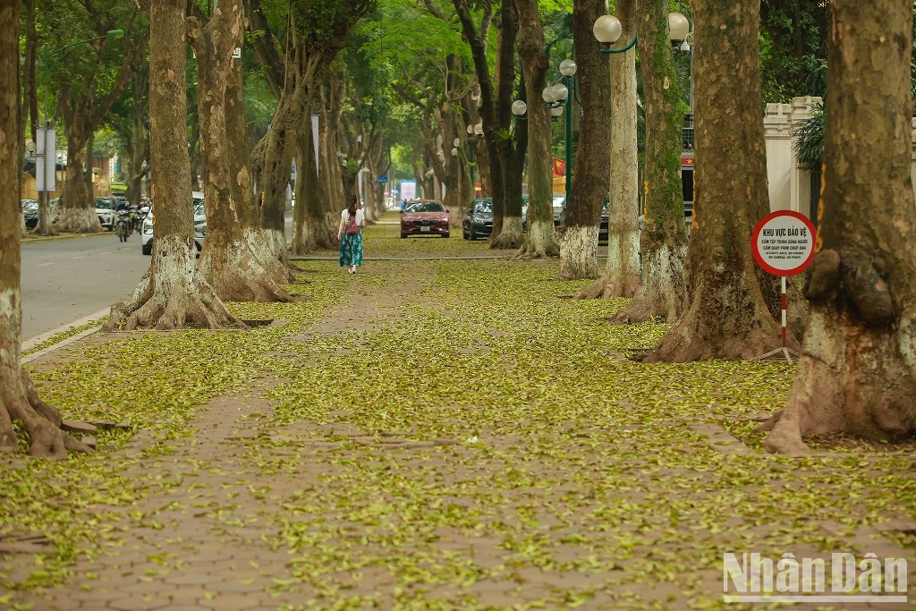[Ảnh] Nơi mùa sấu thay lá