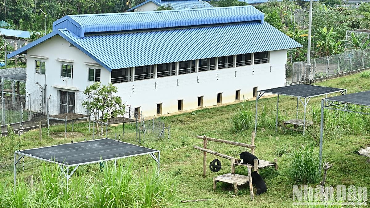 Ngôi nhà của những chú gấu hạnh phúc.