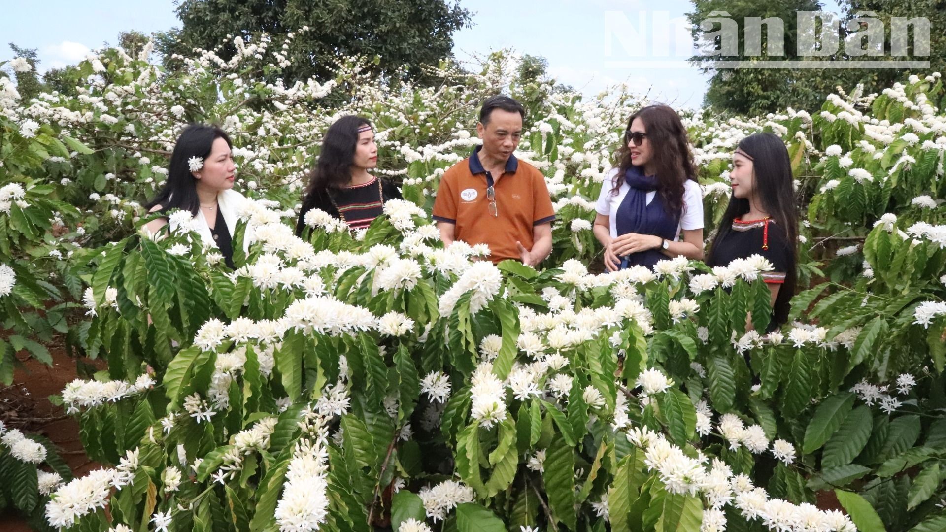 Hương sắc mùa hoa cà-phê luôn gắn liền với mùa xuân Tây Nguyên, làm say đắm lòng người.