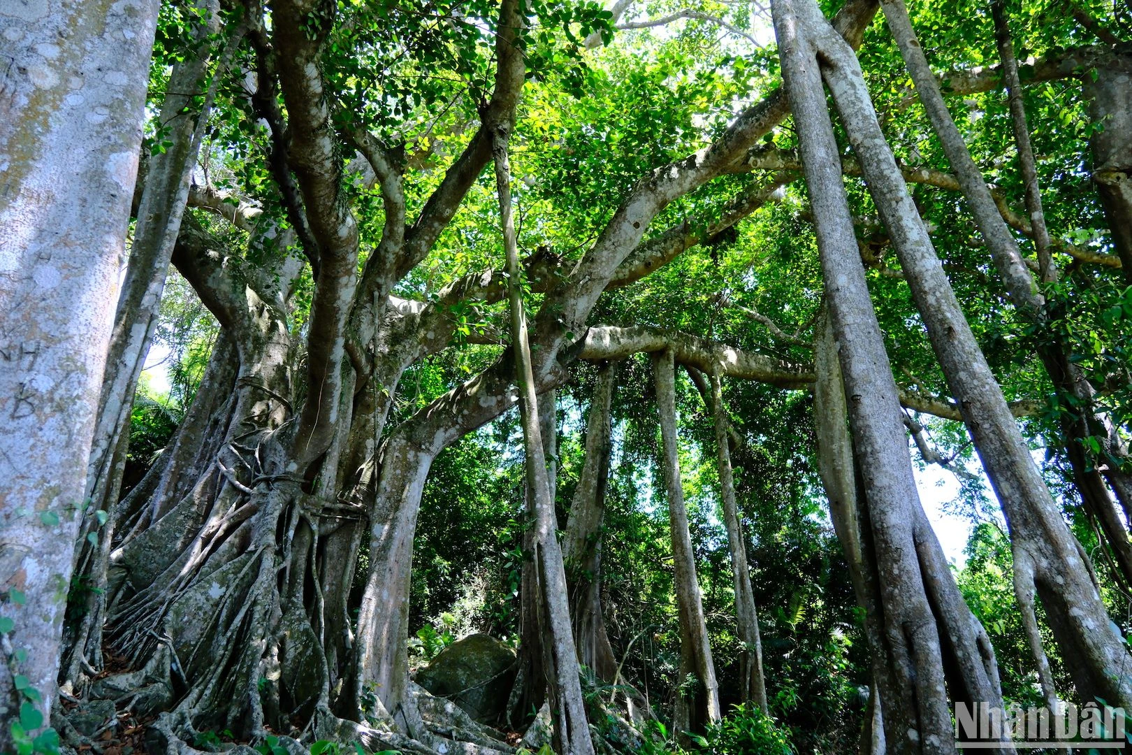Cây đa di sản gần 1.000 năm tuổi trên Bán đảo Sơn Trà ảnh 1