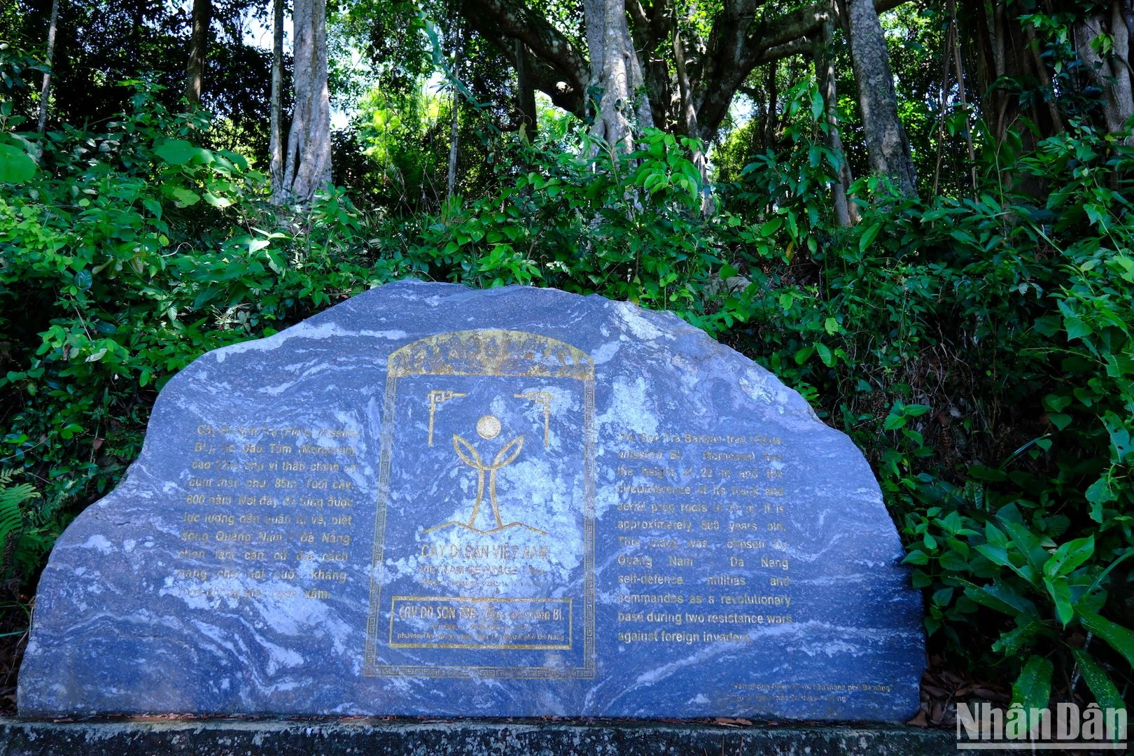Cây đa di sản gần 1.000 năm tuổi trên Bán đảo Sơn Trà ảnh 2