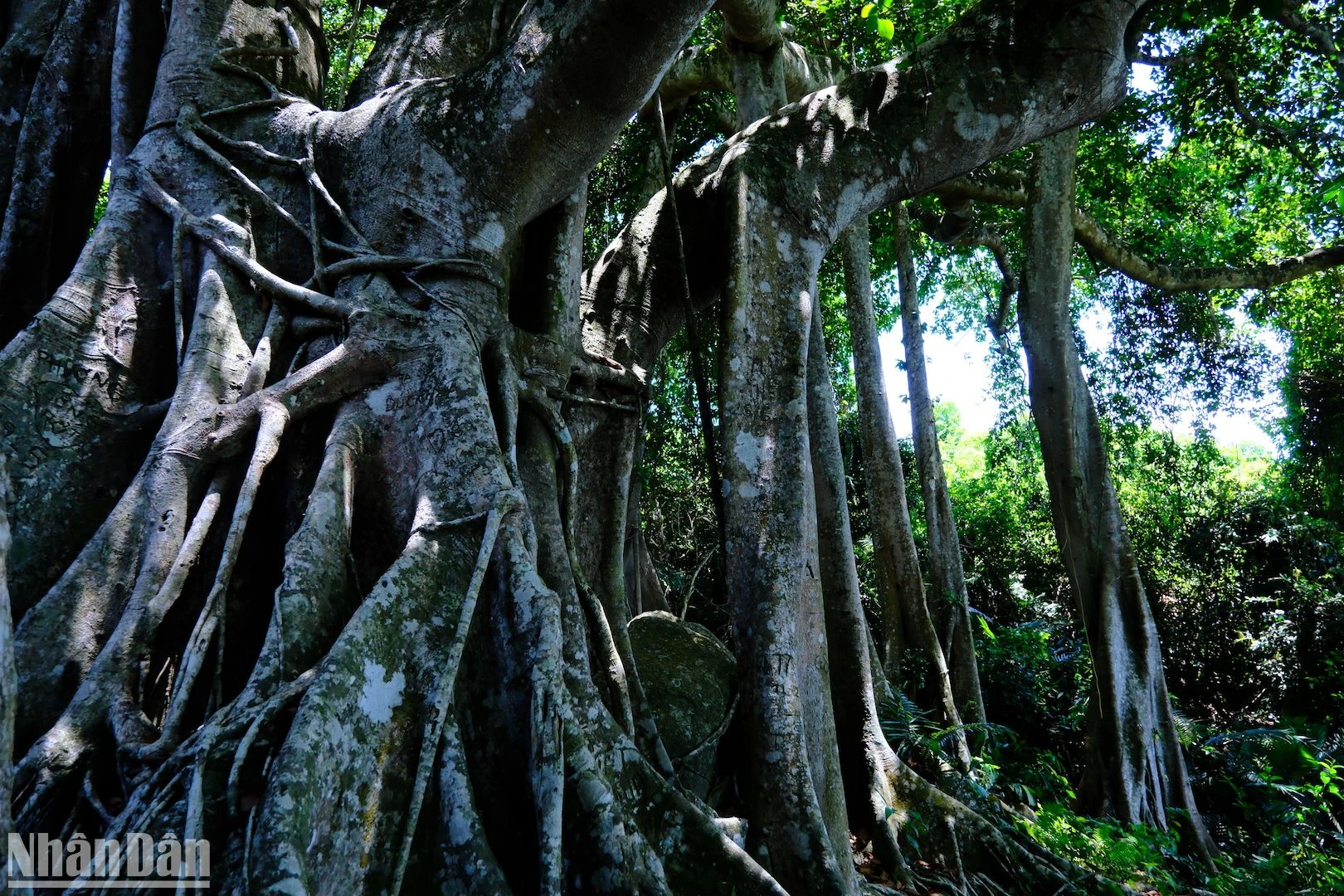 Cây đa di sản gần 1.000 năm tuổi trên Bán đảo Sơn Trà ảnh 4