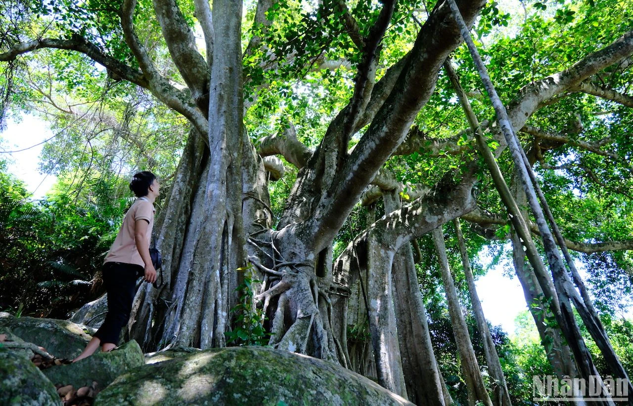 Cây đa di sản gần 1.000 năm tuổi trên Bán đảo Sơn Trà ảnh 8