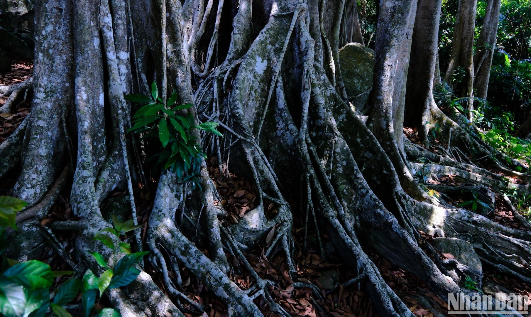 Cây đa di sản gần 1.000 năm tuổi trên Bán đảo Sơn Trà ảnh 6