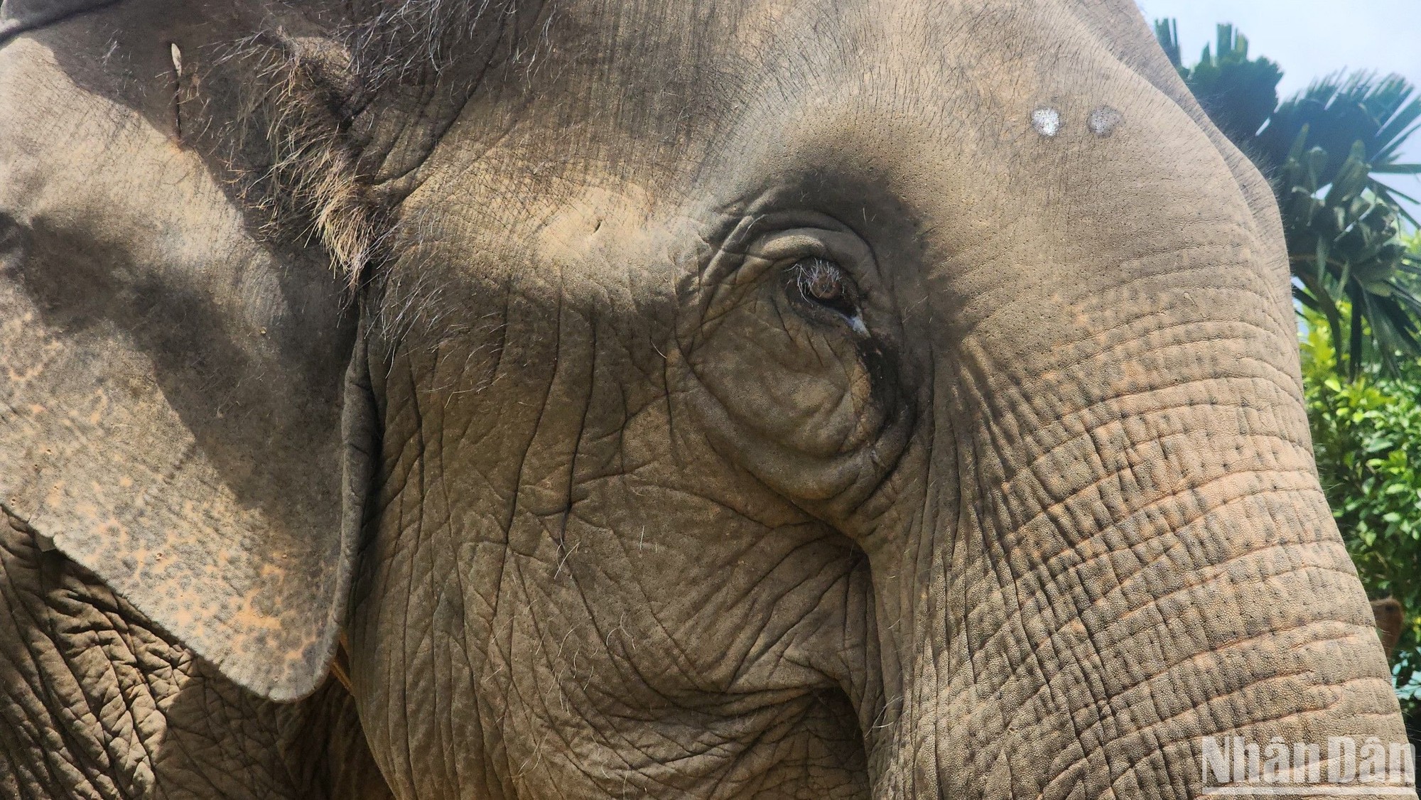 Việt Nam cần đưa ra kế hoạch bảo tồn voi bài bản và quyết liệt hơn ảnh 1