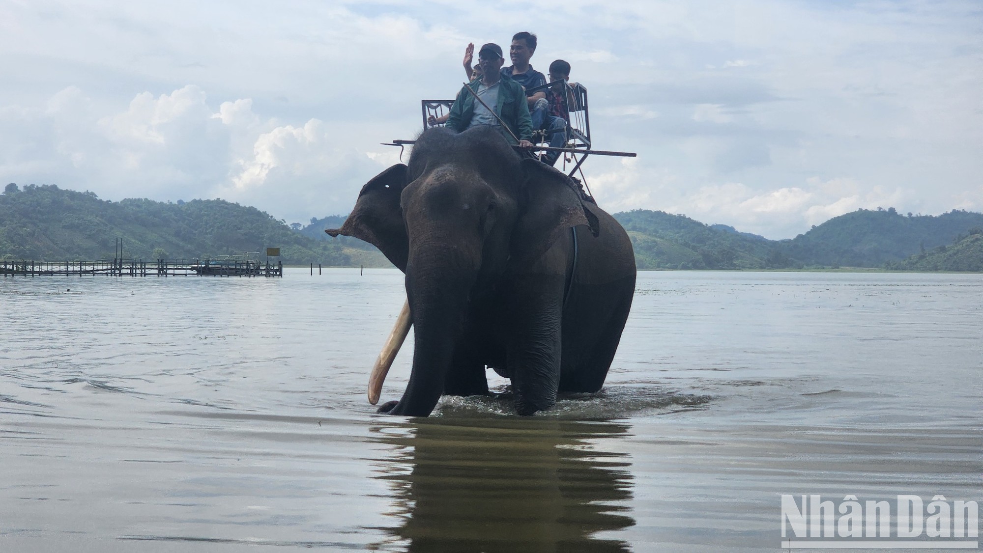 Việt Nam cần đưa ra kế hoạch bảo tồn voi bài bản và quyết liệt hơn ảnh 4