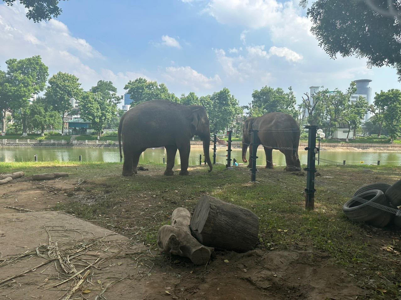 Việt Nam cần đưa ra kế hoạch bảo tồn voi bài bản và quyết liệt hơn ảnh 6