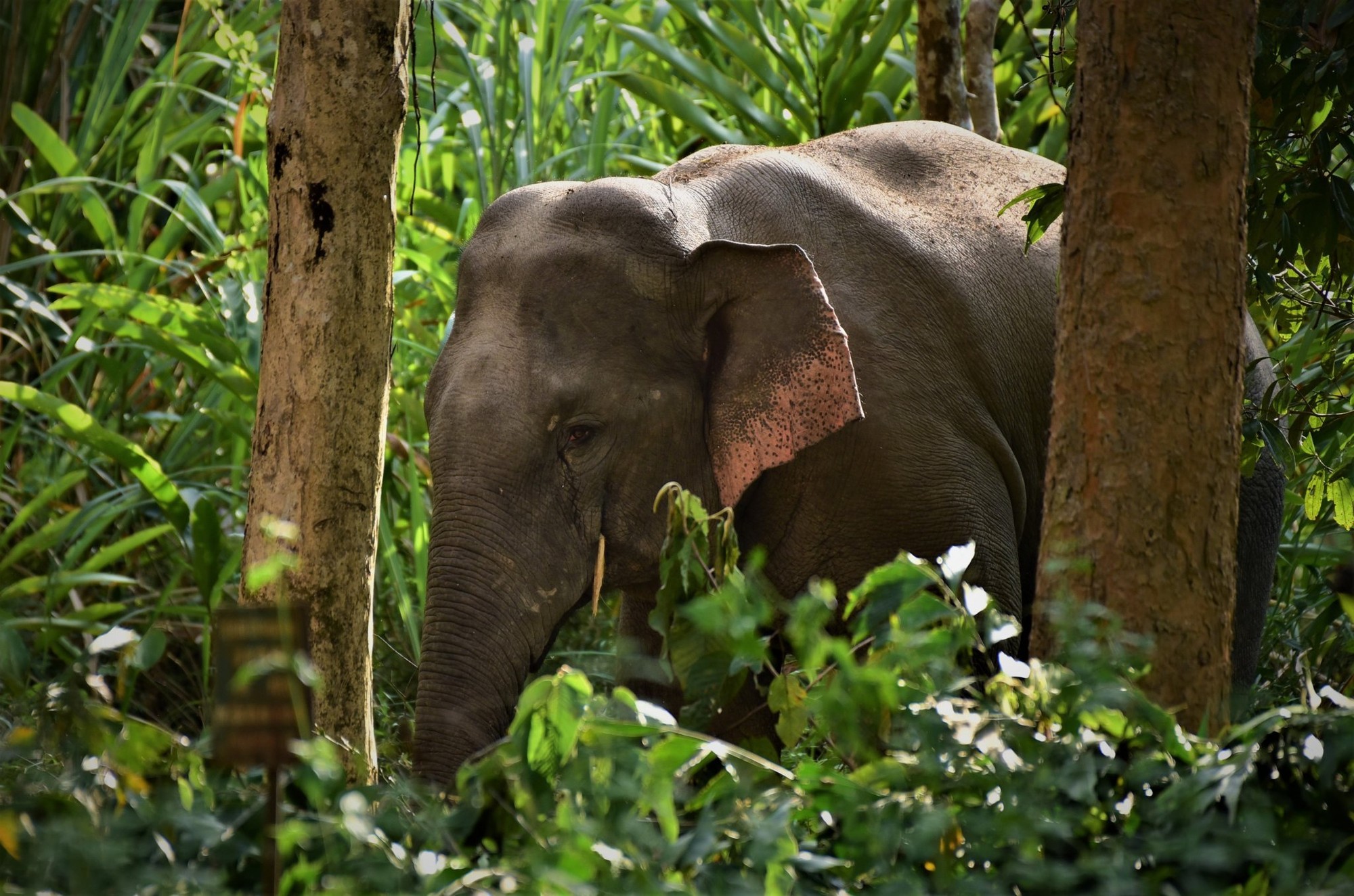Việt Nam cần đưa ra kế hoạch bảo tồn voi bài bản và quyết liệt hơn ảnh 2