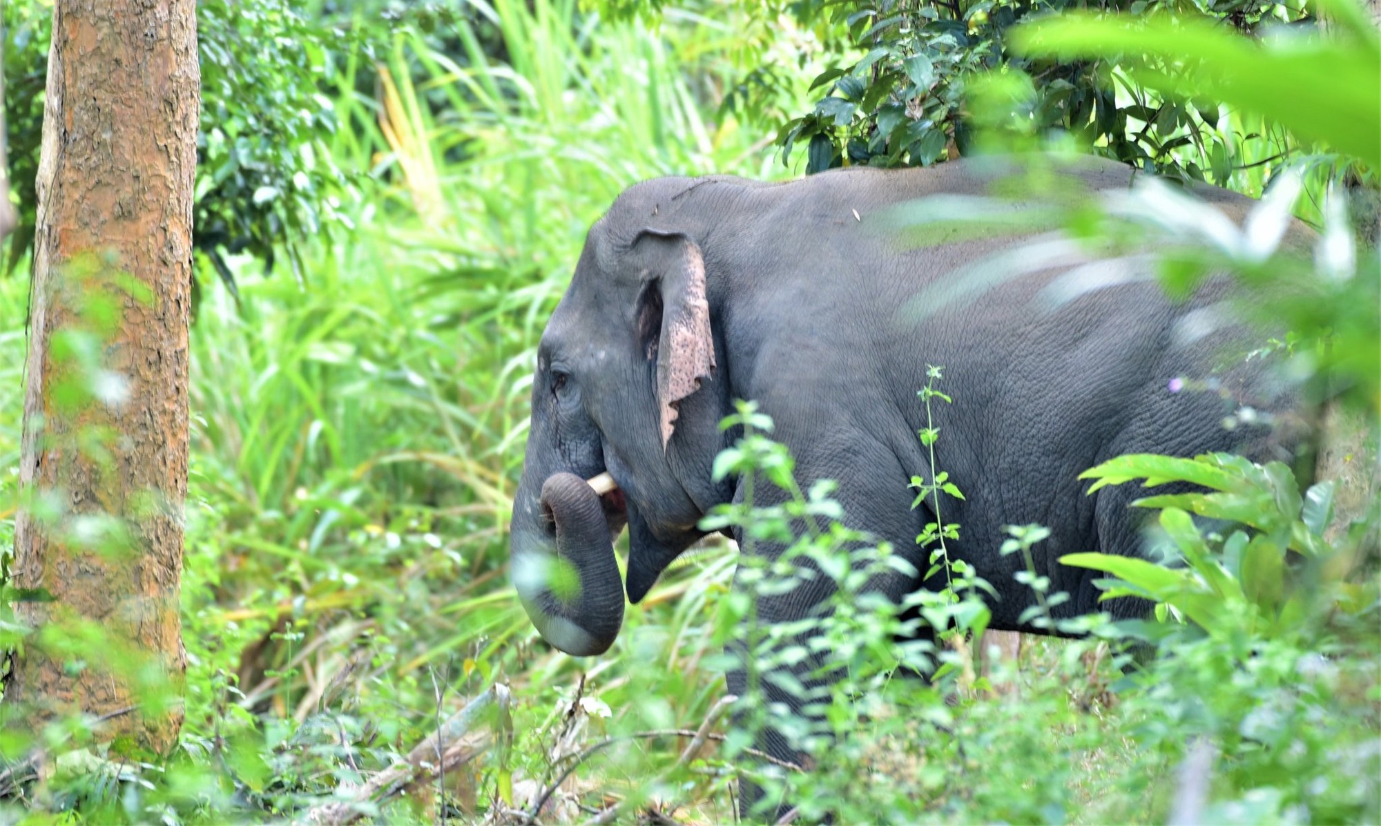 Việt Nam cần đưa ra kế hoạch bảo tồn voi bài bản và quyết liệt hơn ảnh 5