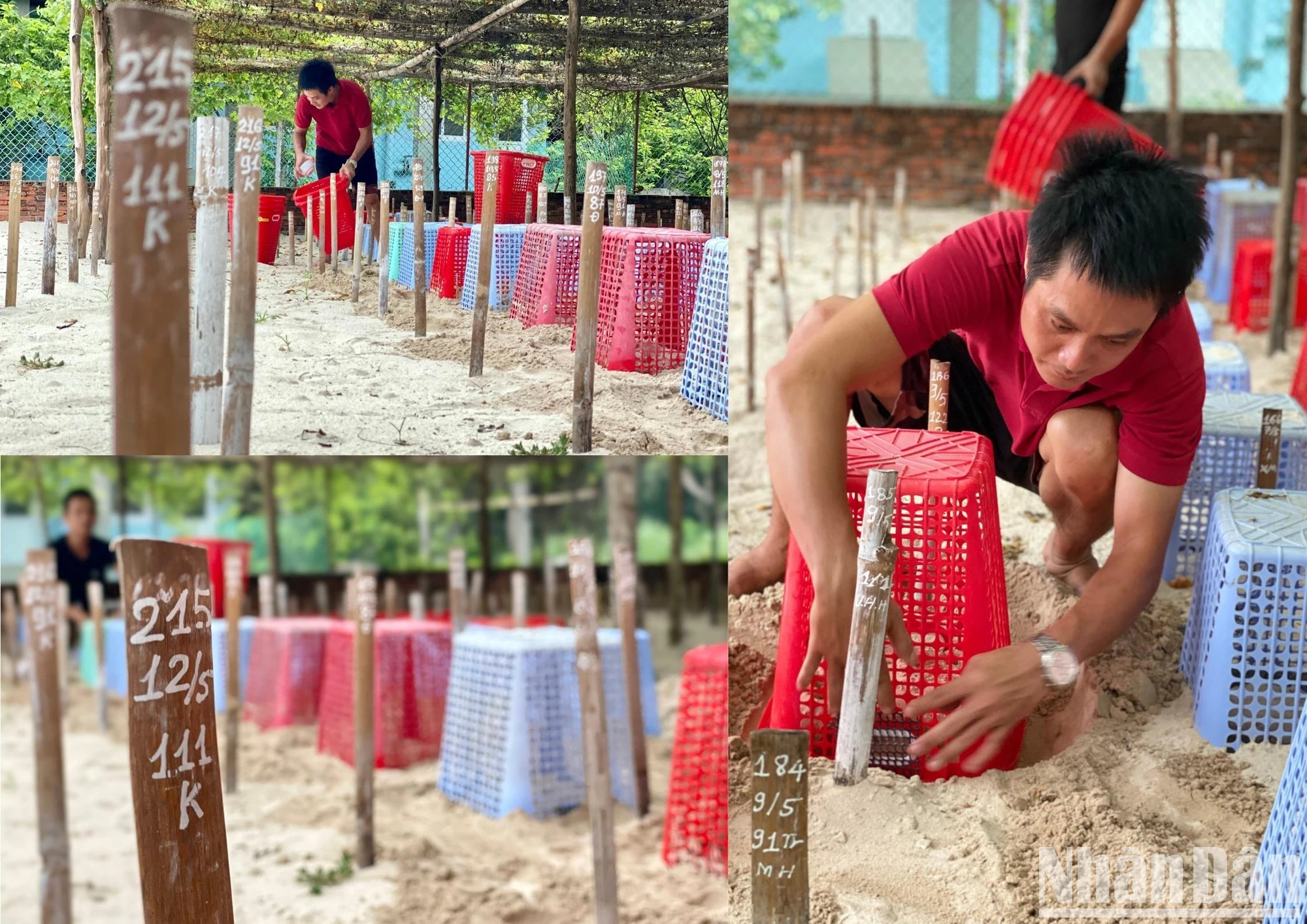 Một ngày đỡ đẻ cho rùa biển ảnh 4