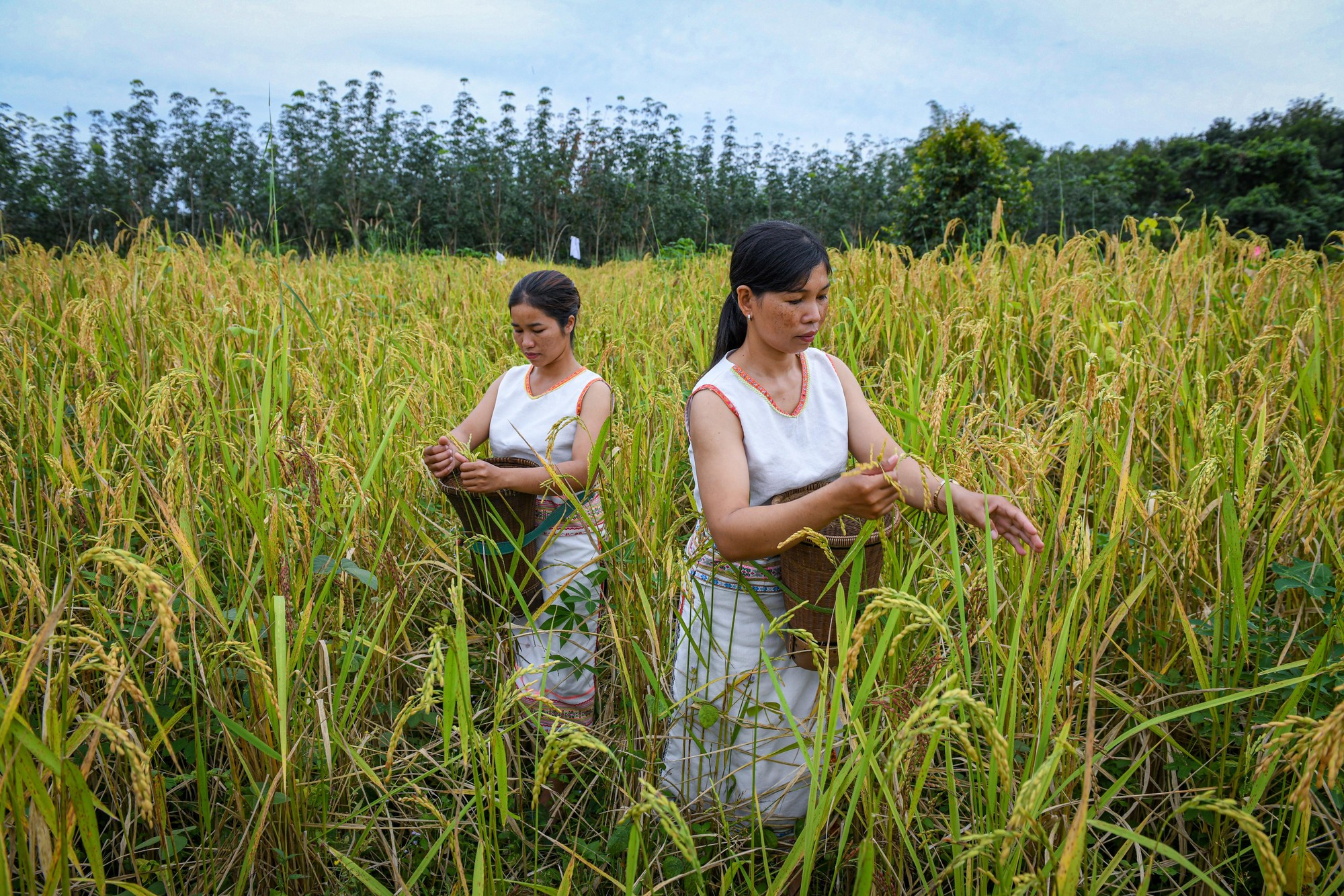 Dân tộc Rơ Măm ảnh 4