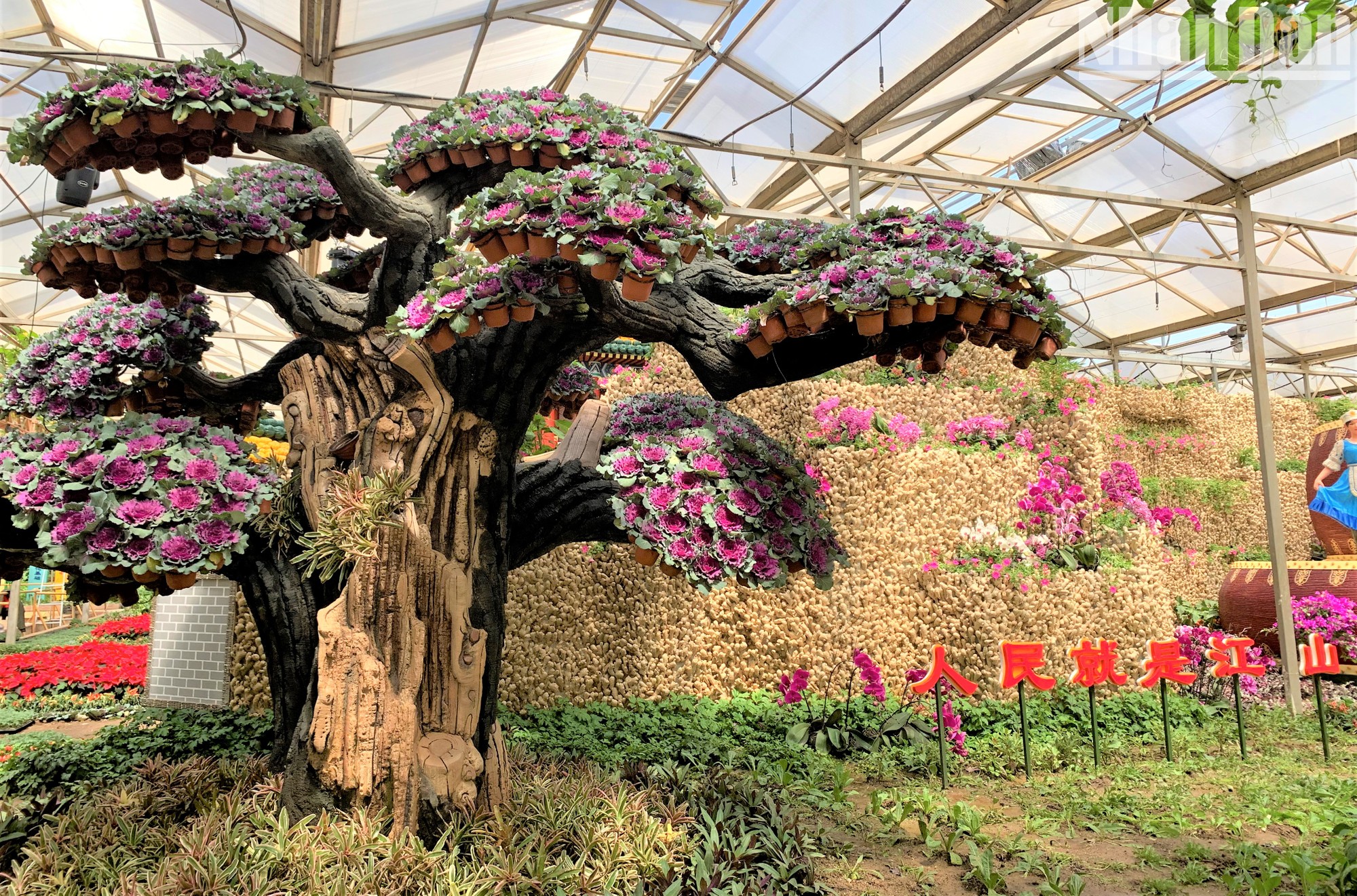 Hàng trăm giống cây độc lạ tại vựa rau lớn nhất Trung Quốc ảnh 16