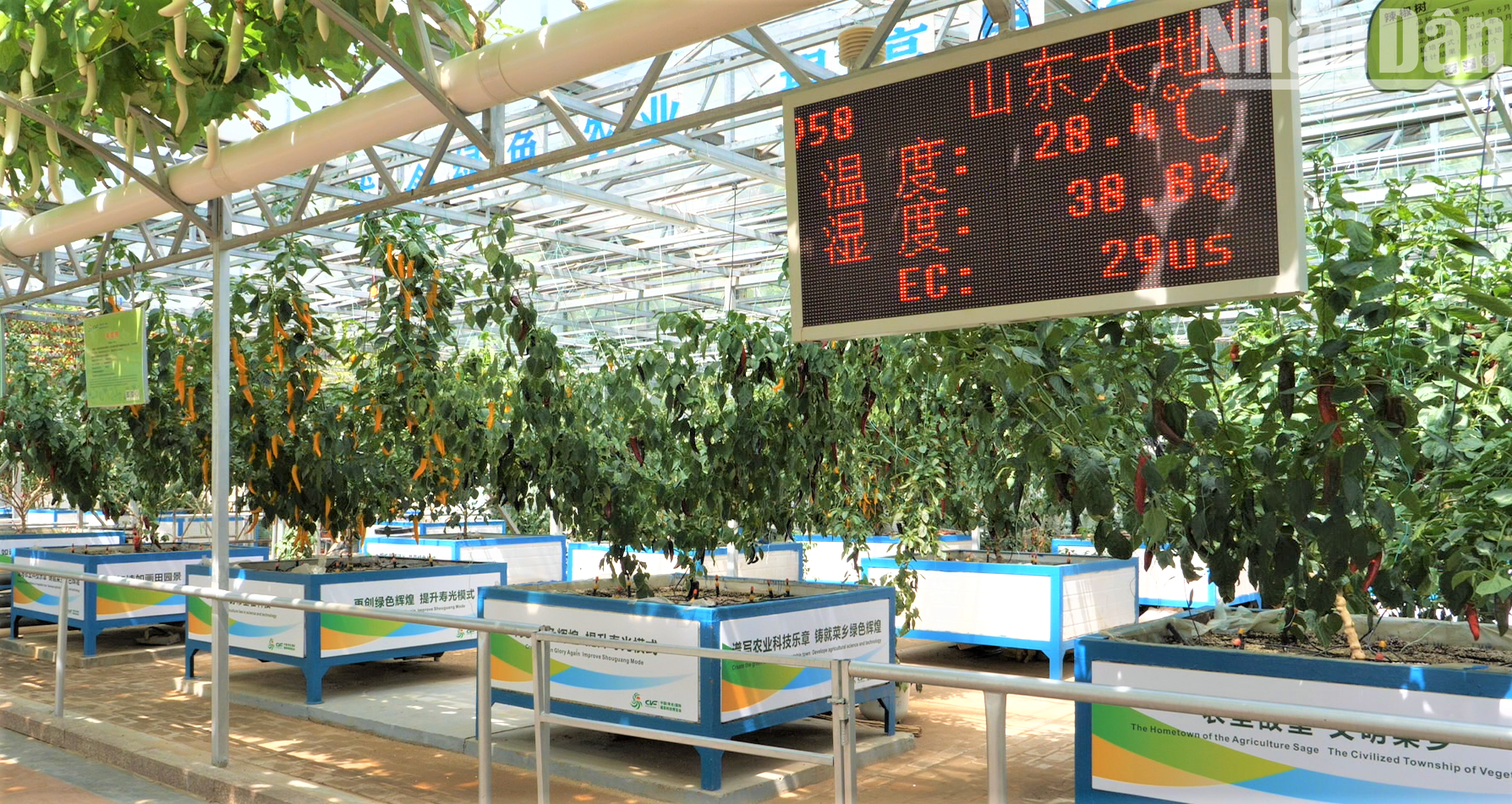 Hàng trăm giống cây độc lạ tại vựa rau lớn nhất Trung Quốc ảnh 6