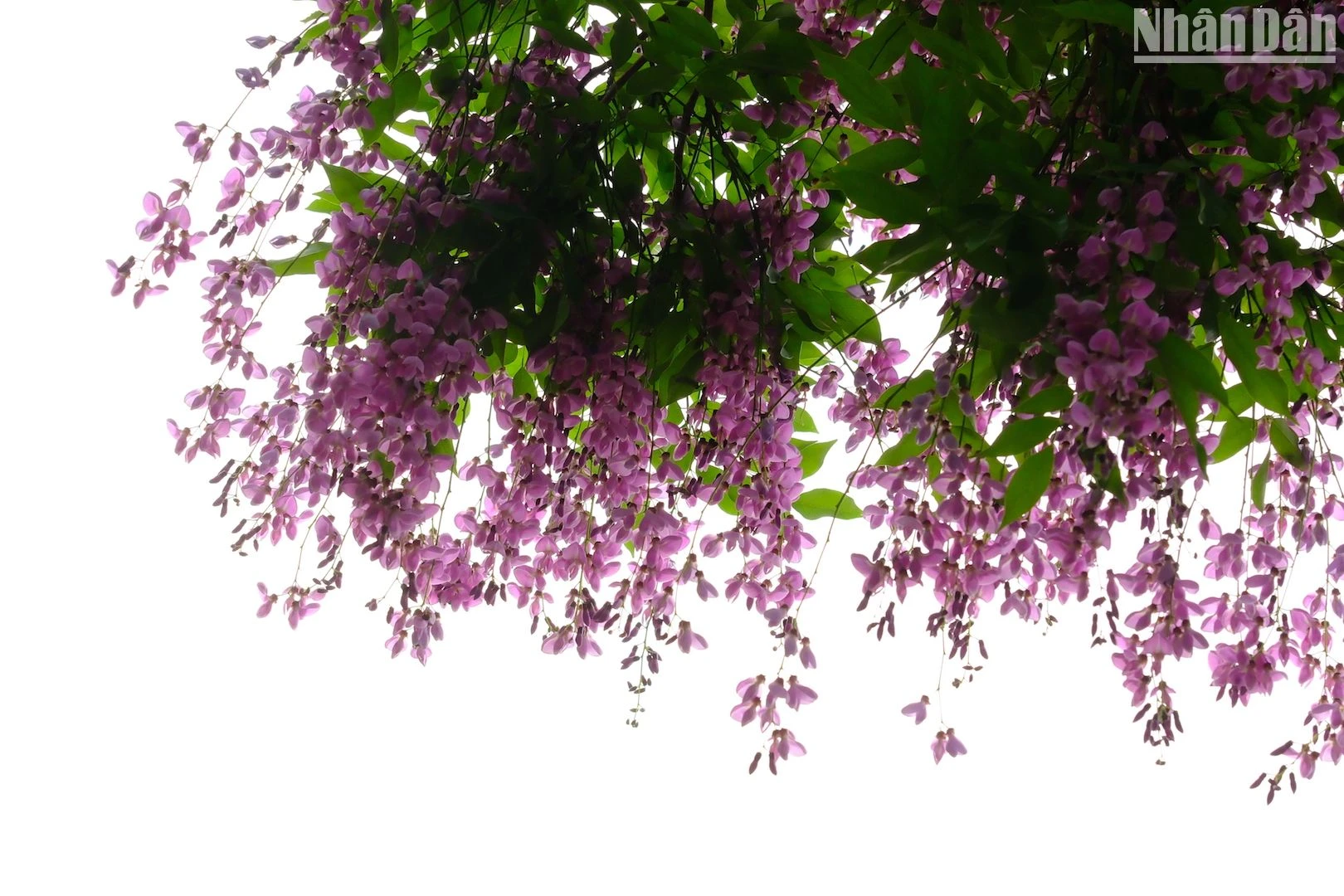 Bán đảo Sơn Trà - mùa hoa thàn mát tím ảnh 14