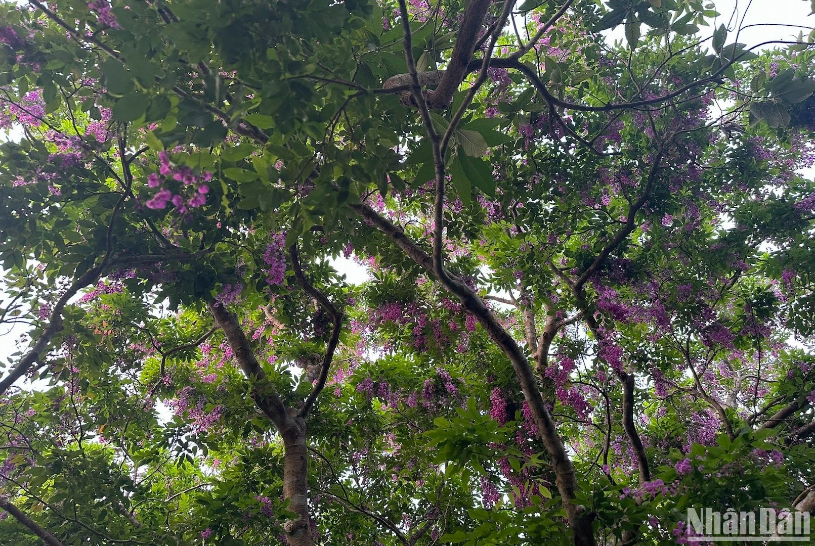 Bán đảo Sơn Trà - mùa hoa thàn mát tím ảnh 13
