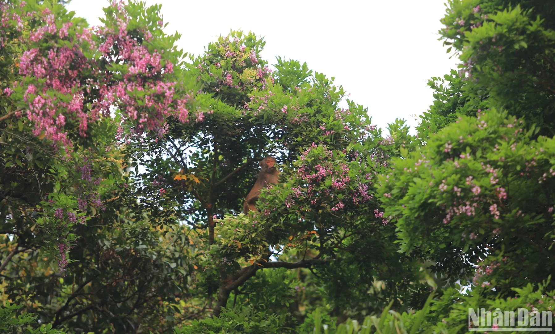 Bán đảo Sơn Trà - mùa hoa thàn mát tím ảnh 10