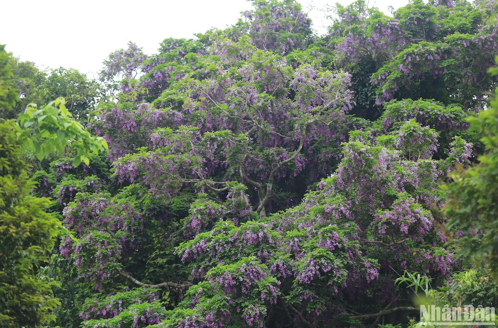 Bán đảo Sơn Trà - mùa hoa thàn mát tím ảnh 2