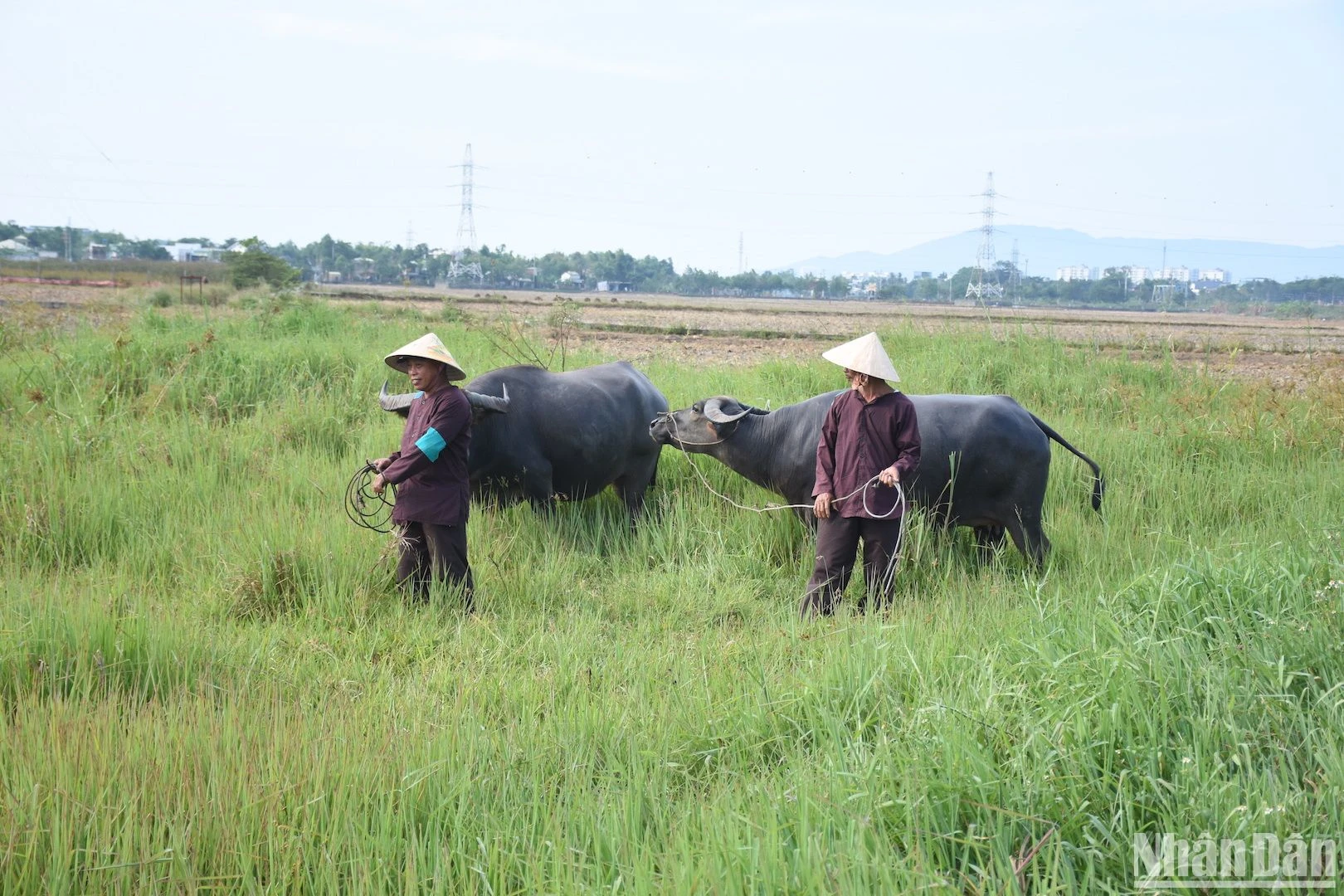 Lễ hội Mục đồng - Nét văn hóa độc đáo của làng quê Phong Lệ ảnh 14