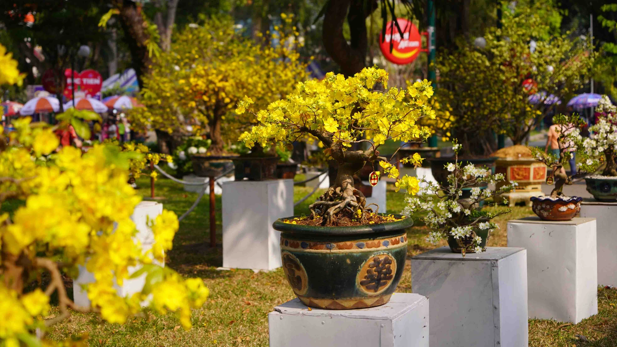 View - Hội hoa xuân Tao Đàn hút khách ngày đầu mở cửa