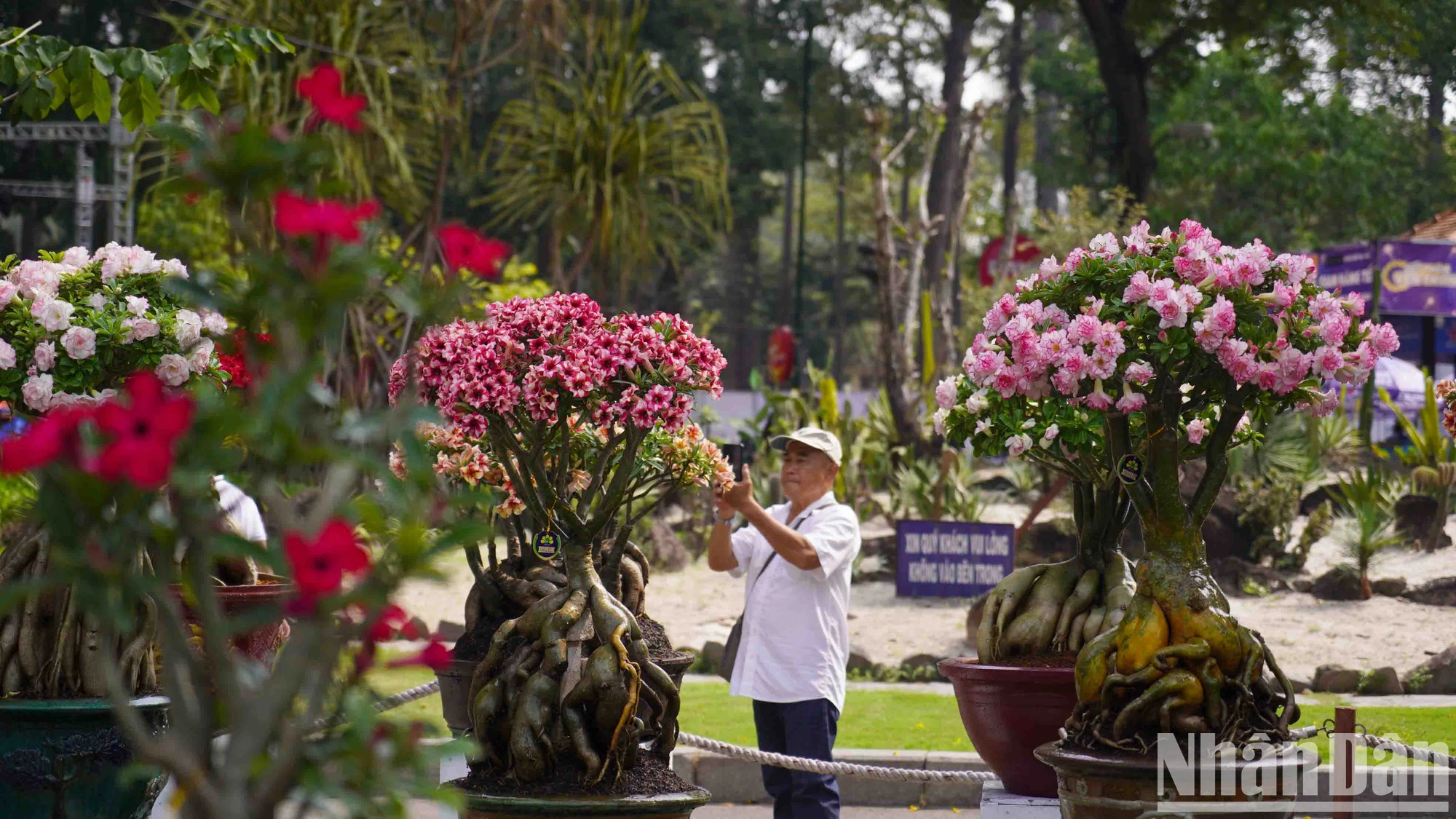 View - Hội hoa xuân Tao Đàn hút khách ngày đầu mở cửa