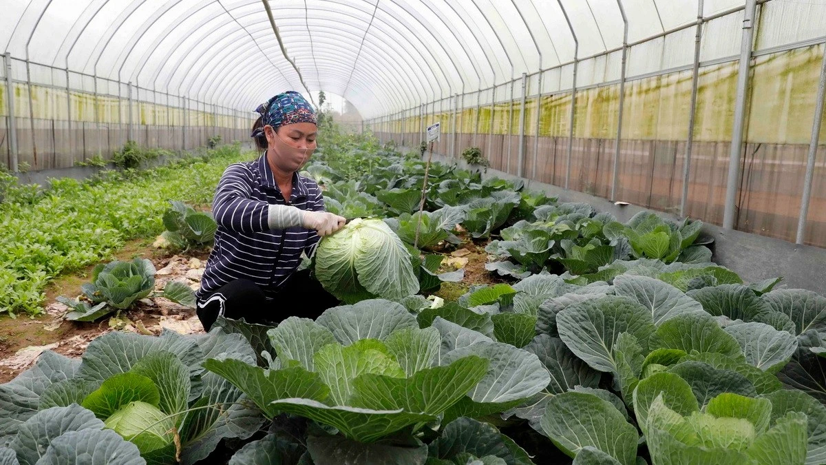 Mô hình nhà lưới trồng rau sạch cho hiệu quả kinh tế cao ở xã Tàm Xá, huyện Đông Anh, Hà Nội. (Ảnh: TTXVN)