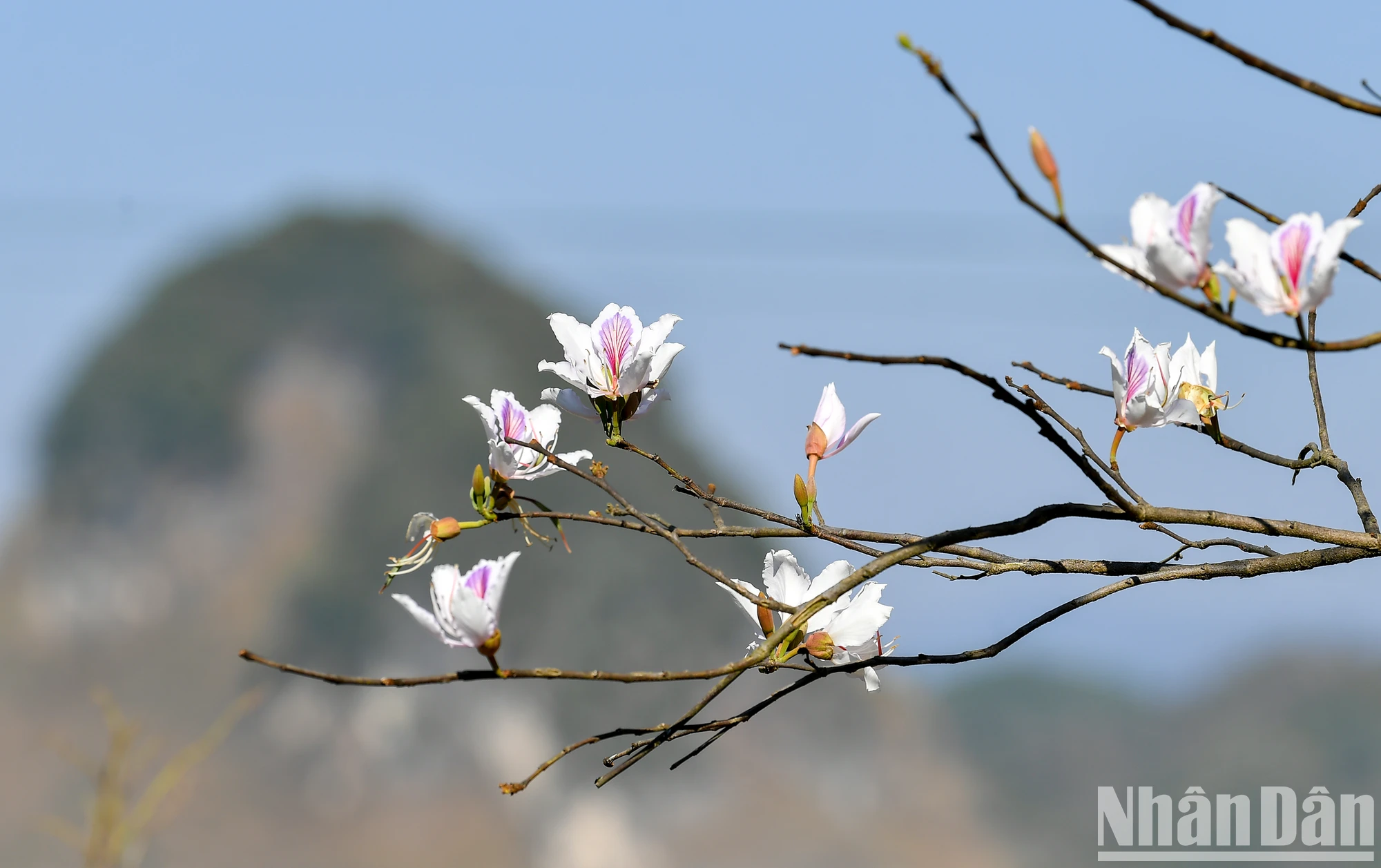 [Ảnh] Thiếu nữ Tây Bắc khoe sắc cùng hoa ban Điện Biên những ngày tháng 3 ảnh 13