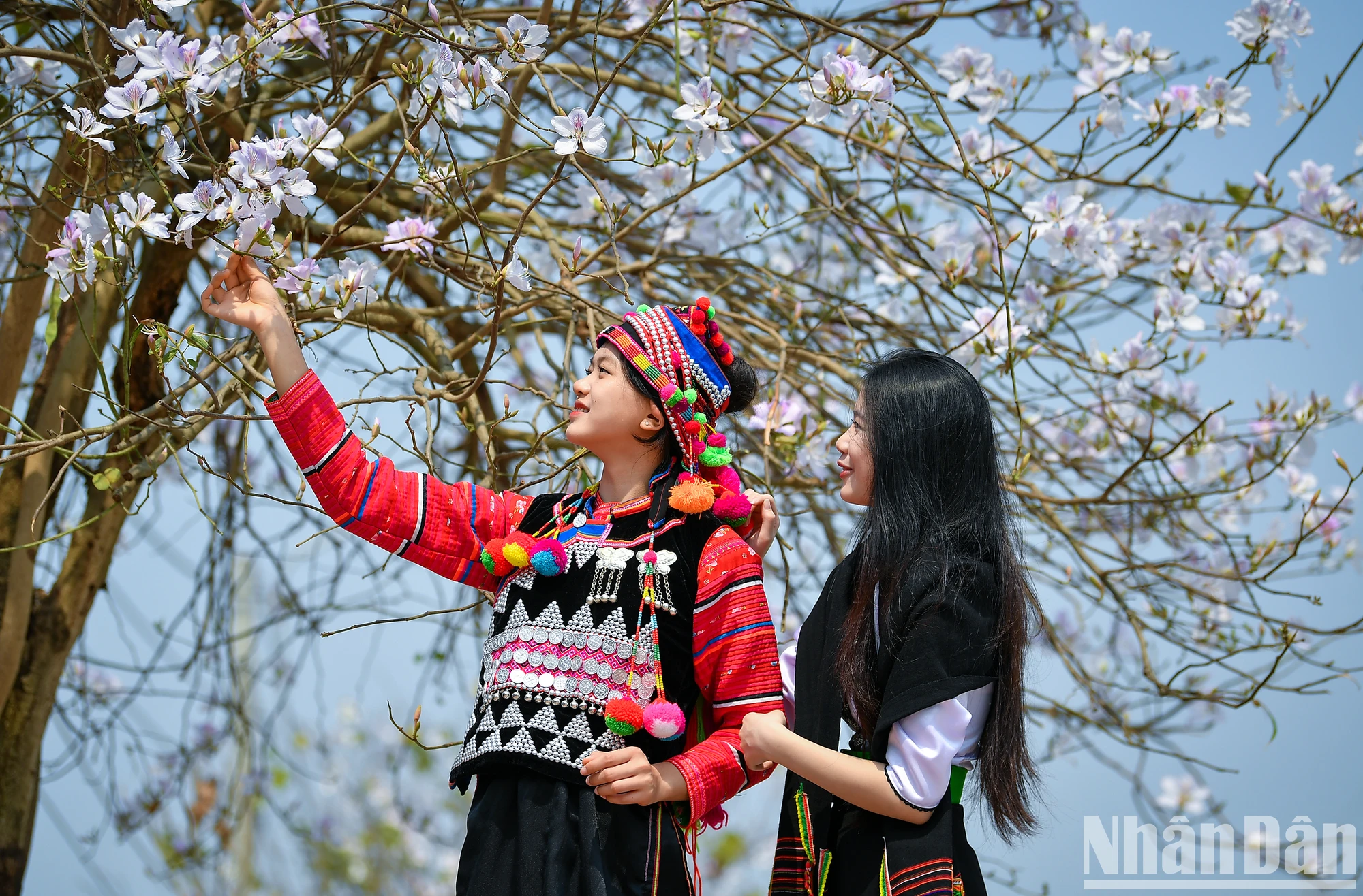 [Ảnh] Thiếu nữ Tây Bắc khoe sắc cùng hoa ban Điện Biên những ngày tháng 3. ảnh 8